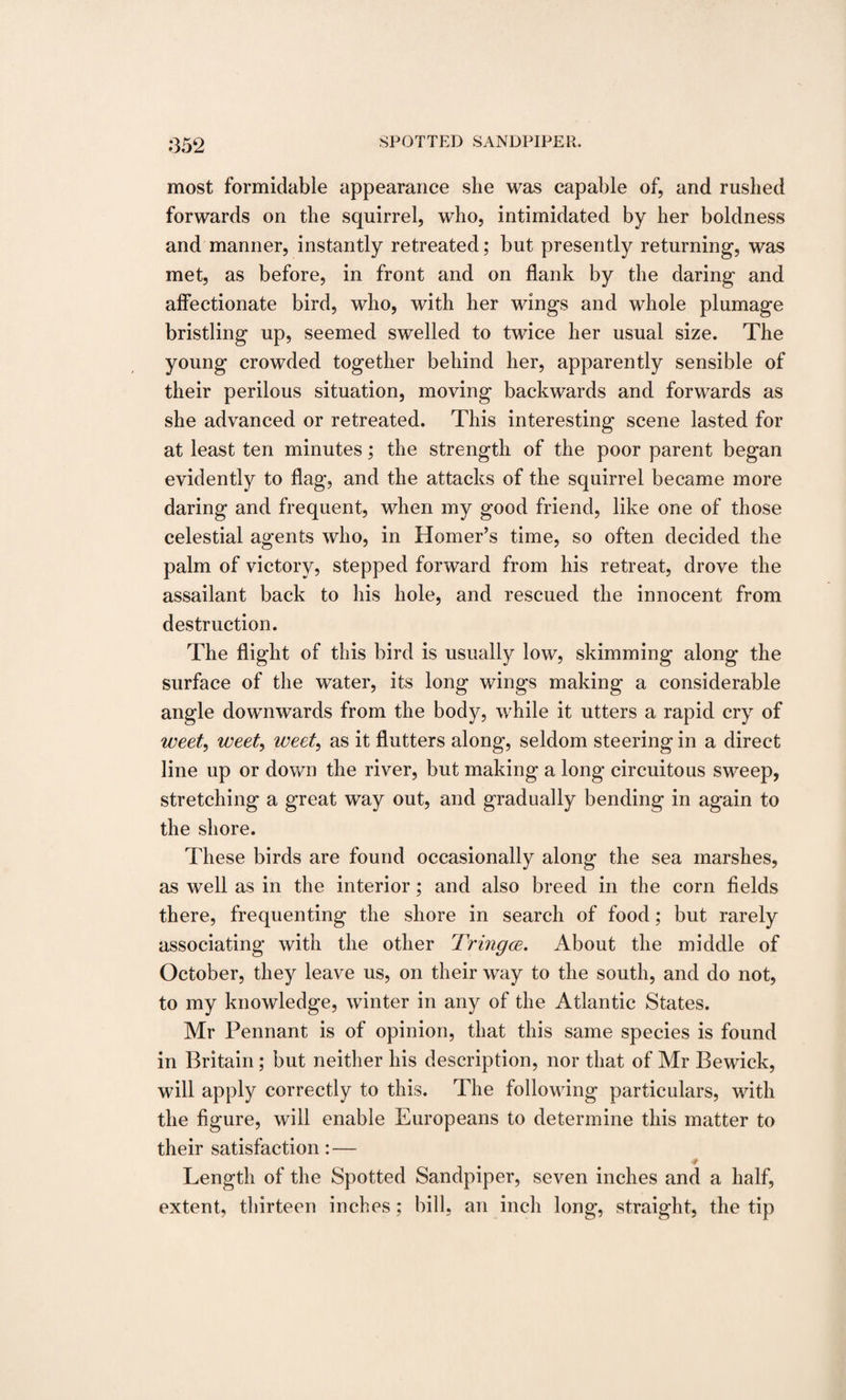 most formidable appearance she was capable of, and rushed forwards on the squirrel, who, intimidated by her boldness and manner, instantly retreated; but presently returning, was met, as before, in front and on flank by the daring and affectionate bird, who, with her wings and whole plumage bristling up, seemed swelled to twice her usual size. The young crowded together behind her, apparently sensible of their perilous situation, moving backwards and forwards as she advanced or retreated. This interesting scene lasted for at least ten minutes; the strength of the poor parent began evidently to flag, and the attacks of the squirrel became more daring and frequent, when my good friend, like one of those celestial agents who, in Homer’s time, so often decided the palm of victory, stepped forward from his retreat, drove the assailant back to his hole, and rescued the innocent from destruction. The flight of this bird is usually low, skimming along the surface of the water, its long wings making a considerable angle downwards from the body, while it utters a rapid cry of weet, weet, weet, as it flutters along, seldom steering in a direct line up or down the river, but making a long circuitous sweep, stretching a great way out, and gradually bending in again to the shore. These birds are found occasionally along the sea marshes, as well as in the interior; and also breed in the corn fields there, frequenting the shore in search of food; but rarely associating with the other Tringce. About the middle of October, they leave us, on their way to the south, and do not, to my knowledge, winter in any of the Atlantic States. Mr Pennant is of opinion, that this same species is found in Britain; but neither his description, nor that of Mr Bewick, will apply correctly to this. The following particulars, with the figure, will enable Europeans to determine this matter to their satisfaction: — •# Length of the Spotted Sandpiper, seven inches and a half, extent, thirteen inches; bill, an inch long, straight, the tip