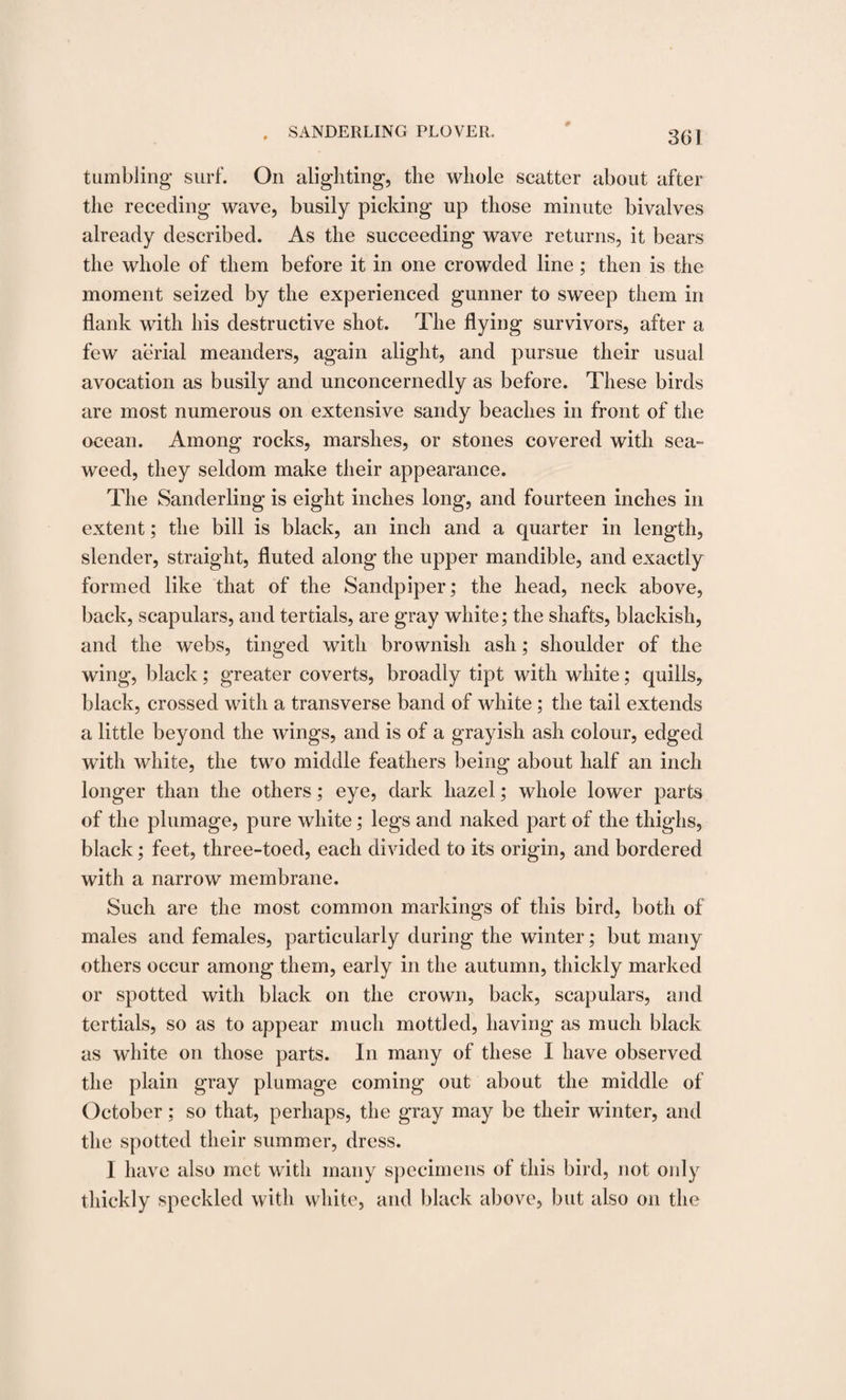 3(31 tumbling- surf. On alighting, the whole scatter about after the receding wave, busily picking up those minute bivalves already described. As the succeeding wave returns, it bears the whole of them before it in one crowded line; then is the moment seized by the experienced gunner to sweep them in flank with his destructive shot. The flying survivors, after a few aerial meanders, again alight, and pursue their usual avocation as busily and unconcernedly as before. These birds are most numerous on extensive sandy beaches in front of the ocean. Among rocks, marshes, or stones covered with sea¬ weed, they seldom make their appearance. The Sanderling is eight inches long, and fourteen inches in extent; the bill is black, an inch and a quarter in length, slender, straight, fluted along the upper mandible, and exactly formed like that of the Sandpiper; the head, neck above, back, scapulars, and tertials, are gray white; the shafts, blackish, and the webs, tinged with brownish ash; shoulder of the wing, black; greater coverts, broadly tipt with white; quills, black, crossed with a transverse band of white ; the tail extends a little beyond the wings, and is of a grayish ash colour, edged with white, the two middle feathers being about half an inch longer than the others; eye, dark hazel; whole lower parts of the plumage, pure white; legs and naked part of the thighs, black; feet, three-toed, each divided to its origin, and bordered with a narrow membrane. Such are the most common markings of this bird, both of males and females, particularly during the winter; but many others occur among them, early in the autumn, thickly marked or spotted with black on the crown, back, scapulars, and tertials, so as to appear much mottled, having as much black as white on those parts. In many of these I have observed the plain gray plumage coming out about the middle of October; so that, perhaps, the gray may be their winter, and the spotted their summer, dress. I have also met with many specimens of this bird, not only thickly speckled with white, and black above, but also on the