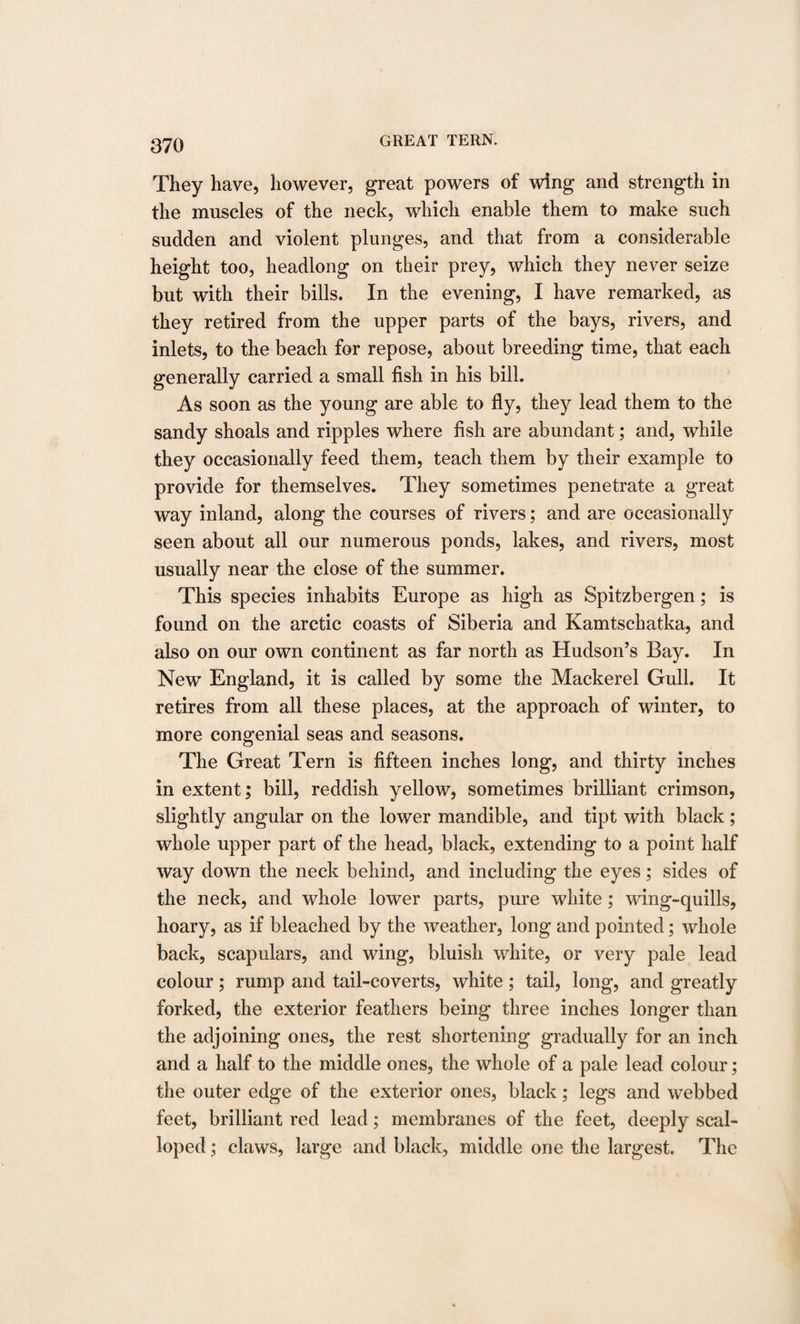 They have, however, great powers of wing and strength in the muscles of the neck, which enable them to make such sudden and violent plunges, and that from a considerable height too, headlong on their prey, which they never seize but with their bills. In the evening, I have remarked, as they retired from the upper parts of the bays, rivers, and inlets, to the beach for repose, about breeding time, that each generally carried a small fish in his bill. As soon as the young are able to fly, they lead them to the sandy shoals and ripples where fish are abundant; and, while they occasionally feed them, teach them by their example to provide for themselves. They sometimes penetrate a great way inland, along the courses of rivers; and are occasionally seen about all our numerous ponds, lakes, and rivers, most usually near the close of the summer. This species inhabits Europe as high as Spitzbergen; is found on the arctic coasts of Siberia and Kamtschatka, and also on our own continent as far north as Hudson’s Bay. In New England, it is called by some the Mackerel Gull. It retires from all these places, at the approach of winter, to more congenial seas and seasons. The Great Tern is fifteen inches long, and thirty inches in extent; bill, reddish yellow, sometimes brilliant crimson, slightly angular on the lower mandible, and tipt with black; whole upper part of the head, black, extending to a point half way down the neck behind, and including the eyes; sides of the neck, and whole lower parts, pure white ; wing-quills, hoary, as if bleached by the weather, long and pointed; whole back, scapulars, and wing, bluish white, or very pale lead colour; rump and tail-coverts, white; tail, long, and greatly forked, the exterior feathers being three inches longer than the adjoining ones, the rest shortening gradually for an inch and a half to the middle ones, the whole of a pale lead colour; the outer edge of the exterior ones, black; legs and webbed feet, brilliant red lead; membranes of the feet, deeply scal¬ loped ; claws, large and black, middle one the largest. The