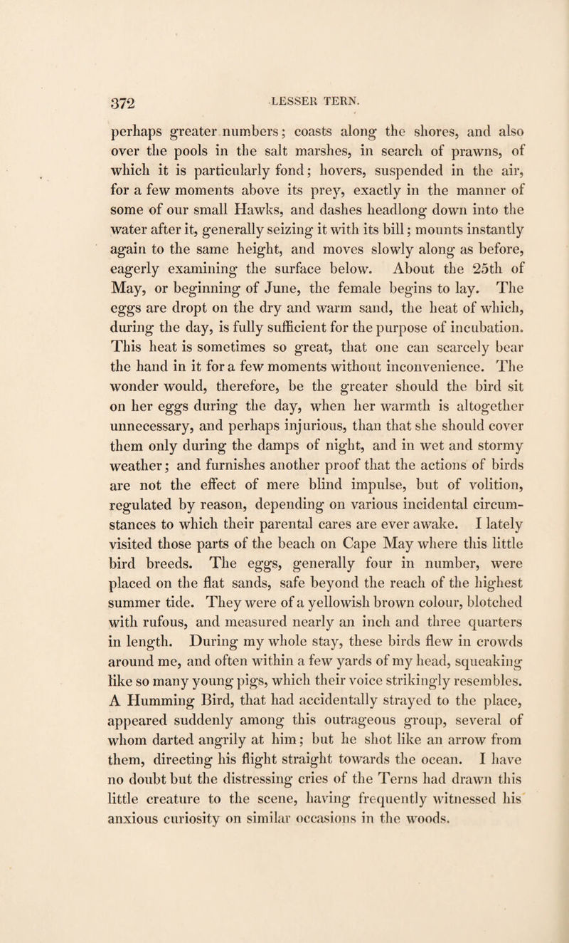 37*2 perhaps greater numbers; coasts along the shores, and also over the pools in the salt marshes, in search of prawns, of which it is particularly fond; hovers, suspended in the air, for a few moments above its prey, exactly in the manner of some of our small Hawks, and dashes headlong down into the water after it, generally seizing it with its bill; mounts instantly again to the same height, and moves slowly along as before, eagerly examining the surface below. About the 25tli of May, or beginning of June, the female begins to lay. The eggs are dropt on the dry and warm sand, the heat of which, during the day, is fully sufficient for the purpose of incubation. This heat is sometimes so great, that one can scarcely bear the hand in it for a few moments without inconvenience. The wonder would, therefore, be the greater should the bird sit on her eggs during the day, when her warmth is altogether unnecessary, and perhaps injurious, than that she should cover them only during the damps of night, and in wet and stormy weather; and furnishes another proof that the actions of birds are not the effect of mere blind impulse, but of volition, regulated by reason, depending on various incidental circum¬ stances to which their parental cares are ever awake. I lately visited those parts of the beach on Cape May where this little bird breeds. The eggs, generally four in number, were placed on the flat sands, safe beyond the reach of the highest summer tide. They were of a yellowish brown colour, blotched with rufous, and measured nearly an inch and three quarters in length. During my whole stay, these birds flew in crowds around me, and often within a few yards of my head, squeaking like so many young pigs, which their voice strikingly resembles. A Humming Bird, that had accidentally strayed to the place, appeared suddenly among this outrageous group, several of whom darted angrily at him; but he shot like an arrow from them, directing his flight straight towards the ocean. I have no doubt but the distressing cries of the Terns had drawn this little creature to the scene, having frequently witnessed his anxious curiosity on similar occasions in the woods.
