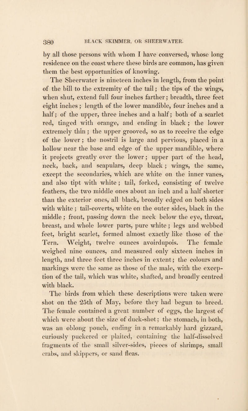 by all those persons with whom I have conversed, whose long residence on the coast where these birds are common, has given them the best opportunities of knowing. The Sheerwater is nineteen inches in length, from the point of the bill to the extremity of the tail; the tips of the wings, when shut, extend full four inches farther; breadth, three feet eight inches ; length of the lower mandible, four inches and a half; of the upper, three inches and a half; both of a scarlet red, tinged with orange, and ending in black ; the lower extremely thin; the upper grooved, so as to receive the edge of the lower; the nostril is large and pervious, placed in a hollow near the base and edge of the upper mandible, where it projects greatly over the lower; upper part of the head, neck, back, and scapulars, deep black ; wings, the same, except the secondaries, which are white on the inner vanes, and also tipt with white ; tail, forked, consisting of twelve feathers, the two middle ones about an inch and a half shorter than the exterior ones, all black, broadly edged on both sides with white ; tail-coverts, white on the outer sides, black in the middle ; front, passing down the neck below the eye, throat, breast, and whole lower parts, pure white ; legs and webbed feet, bright scarlet, formed almost exactly like those of the Tern. Weight, twelve ounces avoirdupois. The female weighed nine ounces, and measured only sixteen inches in length, and three feet three inches in extent; the colours and markings were the same as those of the male, with the excep¬ tion of the tail, which was white, shafted, and broadly centred with black. The birds from which these descriptions were taken were shot on the 25th of May, before they had begun to breed. The female contained a great number of eggs, the largest of which were about the size of duck-shot; the stomach, in both, was an oblong pouch, ending in a remarkably hard gizzard, curiously puckered or plaited, containing the half-dissolved fragments of the small silver-sides, pieces of shrimps, small crabs, and skippers, or sand fleas.
