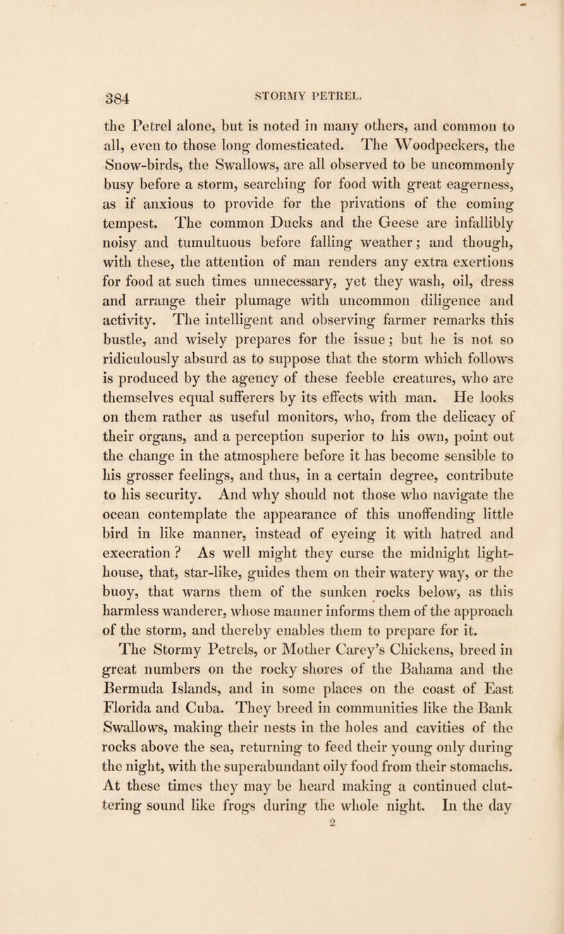 the Petrel alone, but is noted in many others, and common to all, even to those long domesticated. The Woodpeckers, the Snow-birds, the Swallows, are all observed to be uncommonly busy before a storm, searching for food with great eagerness, as if anxious to provide for the privations of the coming tempest. The common Ducks and the Geese are infallibly noisy and tumultuous before falling weather; and though, with these, the attention of man renders any extra exertions for food at such times unnecessary, yet they wash, oil, dress and arrange their plumage with uncommon diligence and activity. The intelligent and observing farmer remarks this bustle, and wisely prepares for the issue; but he is not so ridiculously absurd as to suppose that the storm which follows is produced by the agency of these feeble creatures, who are themselves equal sufferers by its effects with man. He looks on them rather as useful monitors, who, from the delicacy of their organs, and a perception superior to his own, point out the change in the atmosphere before it has become sensible to his grosser feelings, and thus, in a certain degree, contribute to his security. And why should not those who navigate the ocean contemplate the appearance of this unoffending little bird in like manner, instead of eyeing it with hatred and execration ? As well might they curse the midnight light¬ house, that, star-like, guides them on their watery way, or the buoy, that warns them of the sunken rocks below, as this harmless wanderer, whose manner informs them of the approach of the storm, and thereby enables them to prepare for it. The Stormy Petrels, or Mother Carey’s Chickens, breed in great numbers on the rocky shores of the Bahama and the Bermuda Islands, and in some places on the coast of East Florida and Cuba. They breed in communities like the Bank Swallows, making their nests in the holes and cavities of the rocks above the sea, returning to feed their young only during the night, with the superabundant oily food from their stomachs. At these times they may be heard making a continued clut¬ tering sound like frogs during the whole night. In the day