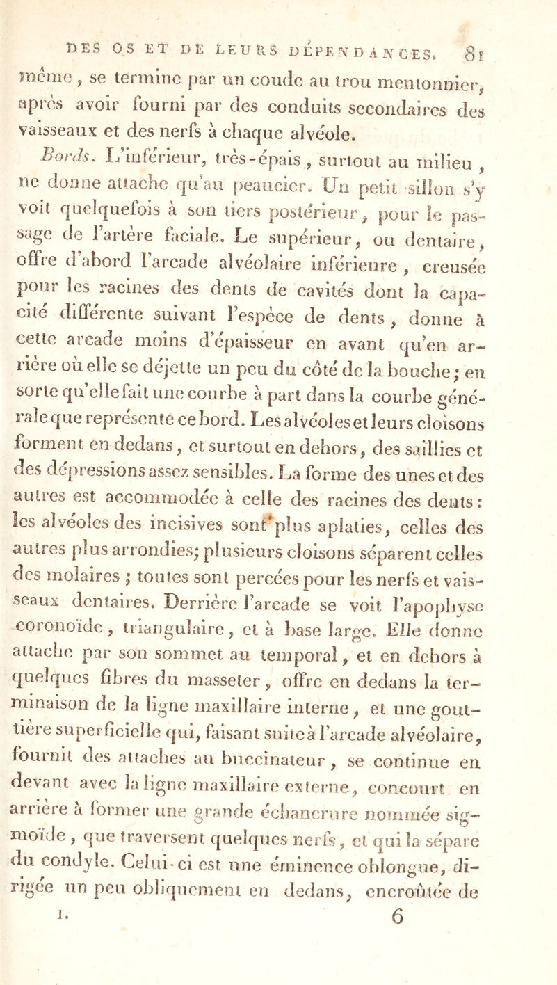 mémo ^ se termine par un coude au trou mentonnier, après avoir fourni par des conduits secondaires des vaisseaux et des nerfs à chaque alvéole. Bords, L’inférieur, très-épais, surtout au milieu , ne donne attache qu’au peaucier. Un petit sillon sy voit quelquefois à son tiers postérieur, pour le pas» sage de 1 artere faciale. Le supérieur, ou dentaire, offie d ahoi d 1 arcade alvéolaire inferieure , creusée pour les racines des dents de cavités dont la capa- cité différente suivant l’espèce de dents , donne à cette arcade moins d épaisseur en avant qu’en ar- rière où elle se déjette un peu du côté de la bouche; eu sorte qu’ellefail une courbe à part dans la courbe géné- rale que représente ce bord. Les alvéoles et leurs cloisons forment en dedans, et surtout en dehors, des saillies et des dépressions assez sensibles. La forme des unes et des autres est accommodée à celle des racines des dents: les alvéoles des incisives sont^'plus aplaties, celles des autres plus arrondies; plusieurs cloisons séparent celles des molaires ; toutes sont percées pour les nerfs et vais- seaux dentaires. Derrière l’arcade se voit l’apopliyse coronoide , triangulaire, et à base large. Elle donne atlaclie par son sommet au temporal, et en dehors à quelques fibres du masseter, offre en dedans la ter- minaison de la ligne maxillaire interne, et une goût- tiere super ficieile qui, faisant suite à l’arcade alvéolaire, fournit des attaches au buccinateur, se continue en devant avec la ligne maxillaire externe, concourt en arriéré a former une grande échancrure nommée siu— ..1 ^ moïde , que traversent quelques nerfs, et qui la sépare du condyle. Celui-ci est une éminence oirlongue, di- rigée nn peu obliquement en dedans, encroûtée de