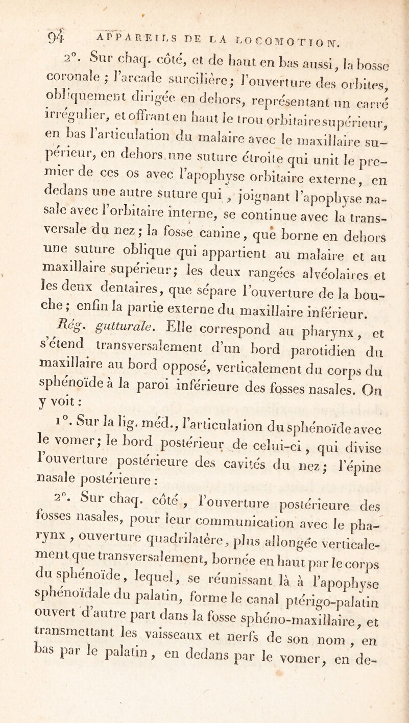 2. Sur chaq. côté, et de haut en bas aussi, la bosse coionale ; ! arcade surcillère; l’ouverture des or])iiPs, obliquemei-it dirigée en deliors, représentant un carré irrégulier, et offrant en haut le trou orbilairesupérieur, en bas l’articulation du malaire avec le maxillaire su- périetir, en dehors une suture étroite qui unit le pre- mier de ces os avec l’apophyse orbitaire externe, en dedans une autre suture qui , joignant l’apophyse na- sale avec 1 orbitaire interne, se continue avec la trans- versale u nez ; la fosse canine, que borne en dehors une sumre oblique qui appartient au malaire et au maxillaire supérieur; les deux rangées alvéolaires et les deux dentaires, que sépare l’ouverture delà bou- che ; enfin la partie externe du maxillaire inférieur. gutturale. Elle correspond au pharynx, et s’étend transversalement d’un bord parotidien’du maxillaire au bord opposé, verticalement du corps du sphénoïde à la paroi inférieure des fosses nasales. On y voit : 1°. Sur la hg. méd., l’articulation du sphénoïde avec le vomer; le bord postérieur de celui-ci, qui divise 1 ouverture postérieure des cavités du nez; l’épine nasrale postérieure : 2 . Sui chaej, cote, 1 ouverture postérieure des fosses nasales, pour leur communication avec le pha- rynx , ouverture quadrilatère, plus allongée verticale- ment que transversalement, bornée en haut par le corps U sphénoïde, lequel, se réunissant là à l’apophvse sp leiioidale du palatin, forme le canal plérigo-palatin ouvert d autre part dans la fosse sphéno-maxillaire et transmettant les vaisseaux et nerfs de son nom,’en bas par le palatin, en dedans par le vomer, en de-