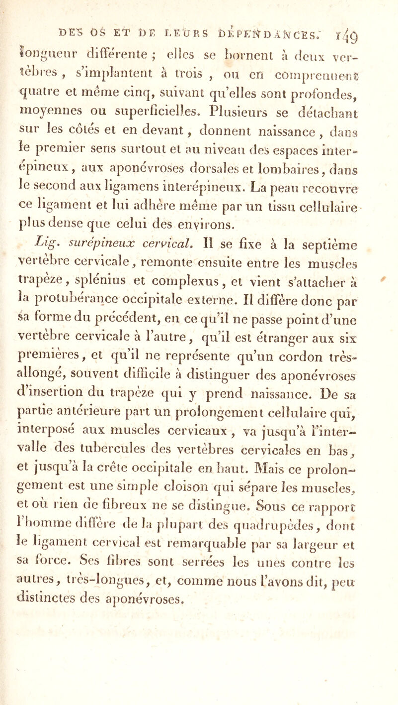 DE^ OS t)E LEÜRS i)É PEN D CES. ï4g longueur differente ; elles se bornent à deux ver- tèbres , s’implantent à trois , ou en coniprennenî cpiatre et meme cinq, suivant quelles sont profondes, moyennes ou superficielles. Plusieurs se détachant sur les côtés et en devant, donnent naissance , dans îe premier sens surtout et au niveau des espaces inter^ épineux, aux aponévroses dorsales et lombaires, dans le second aux ligamens interépineux. La peau recouvre ce ligament et lui adhère même par un tissu cellulaire plus dense que celui des environs. Lig. surépineux cervical. Il se fixe à la septième vertèbre cervicale, remonte ensuite entre les muscles trapèze, splénius et complexus, et vient s’attacher à la protuoerance occipitale externe. Il diffère donc par sa forme du précédent, en ce qu’il ne passe point d’une vertebre cervicale à l’autre, qu’il est étranger aux six premières, et qu’il ne représente qu’un cordon très- allonge, souvent difficile à distinguer des aponévroses d’insertion du trapèze qui y prend naissance. De sa partie antérieure part un prolongement cellulaire qui, interposé aux muscles cervicaux , va jusqu’à l’inter- valle des tubercules des vertèbres cervicales en bas, et jusqu’à la crête occipitale en haut. Mais ce prolon- gement est une simple cloison qui sépare les muscles, et où rien de fibreux ne se distingue. Sous ce rapport l homme différé de la plupart des quadrupèdes, dont îe ligament cervical est remarquable par sa largeur et sa force. Ses fibres sont serrées les unes contre les autres, très-longues, et, comme nous l’avons dit, peu distinctes des aponévroses.
