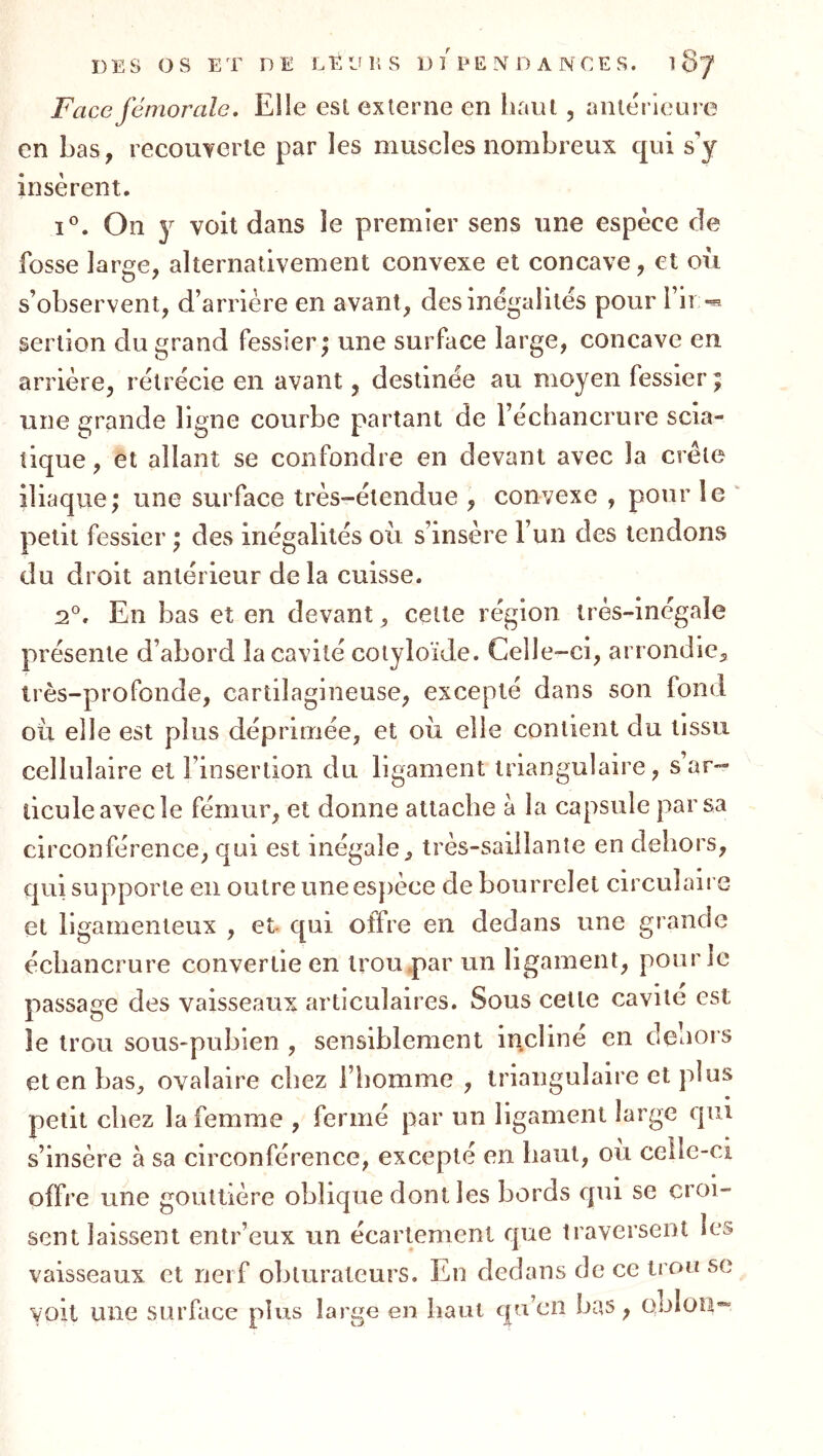 Face fémorale. Elle est externe en lifiut, antérieure en Las, recouyerte par les muscles nombreux epû s’y insèrent. On 5^ voit dans le premier sens une espèce de fosse laro^e, alternativement convexe et concave, et où s’observent, d’arrière en avant, des inégalités pour l’ir-s serlîon du grand fessier; une surface large, concave en arrière, rétrécie en avant, destinée au moyen fessier; une grande ligne courbe partant de l’échancrure scia- tique, et allant se confondre en devant avec la crête iliaque; une surface très-étendue , convexe , pour le petit fessier ; des inégalités où s’insère l’un des tendons du droit antérieur delà cuisse. 2^. En bas et en devant, cette région très-inégale présente d’abord la cavité cotyloïJe. Celle-ci, arrondie^ très-profonde, cartilagineuse, excepté dans son fond où elle est plus déprimée, et où elle contient du tissu cellulaire et l’insertion du ligament triangulaire, s’ar- ticule avec le fémur, et donne attache à la capsule par sa circonférence, qui est inégale, très-saillante en dehors, qui supporte en outre une espèce de bourrelet circulaire et ligamenteux , et- qui offre en dedans une grande échancrure convertie en iroupar un ligament, pour le passage des vaisseaux articulaires. Sous cette cavité est le trou souS'pubien, sensiblement in.cline en deoors et en bas, ovalaire chez l’homme , triangulaire et plus petit chez la femme , fermé par un ligament large qui s’insère à sa circonférence, excepté en haut, ou celle-ci offre une gouttière oblique dont les bords qui se croi- sent laissent entr’eux un écartement que traversent les vaisseaux et nerf obturateurs. En dedans de ce trou se voit une surface plus large en haut cpi’cn bas, onlou~