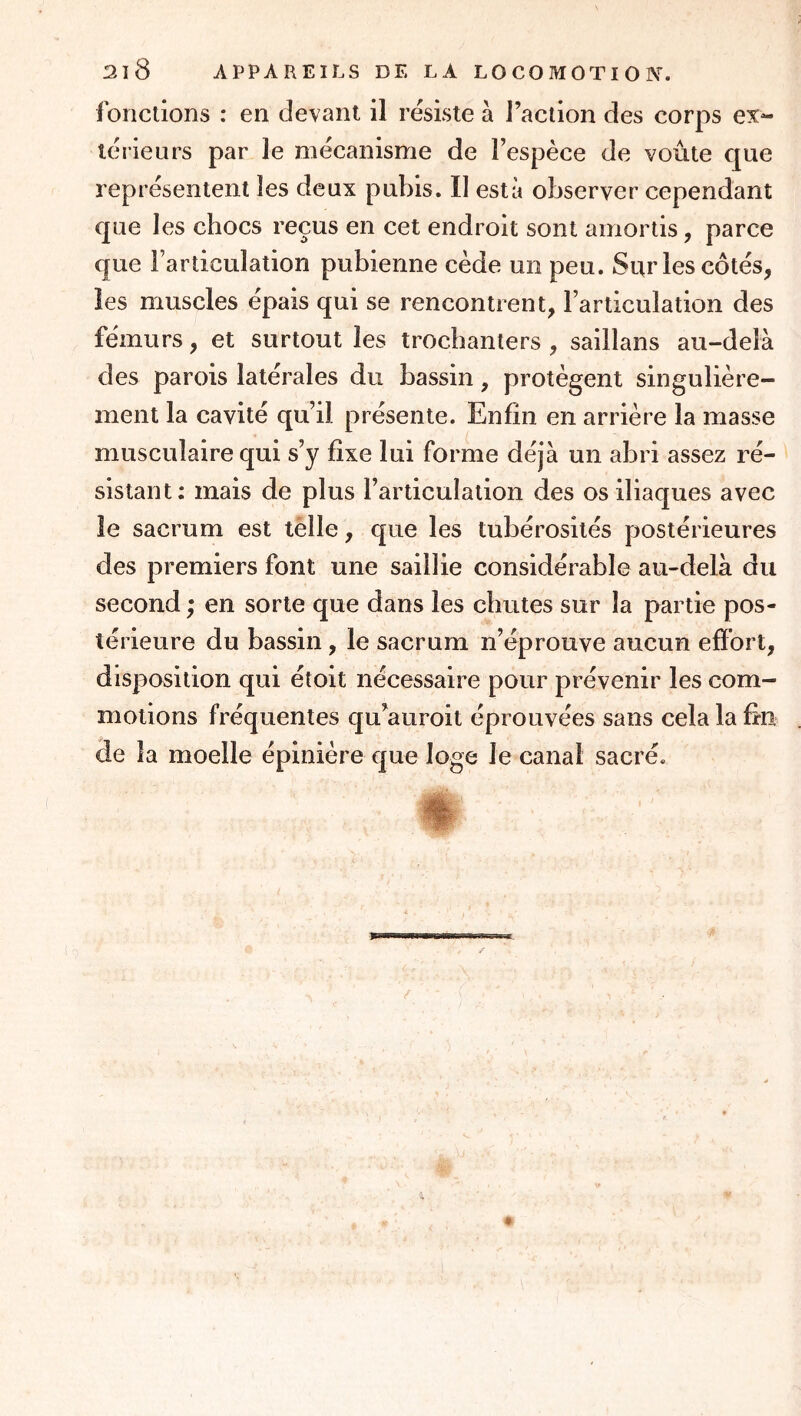 fonctions : en devant il résiste à Faction des corps ex- lérieurs par le mécanisme de l’espèce de voûte que représentent les deux pubis. II esta observer cependant que les chocs reçus en cet endroit sont amortis, parce que l’articulation pubienne cède un peu. Sur les côtés, les muscles épais qui se rencontrent, l’articulation des fémurs, et surtout les trochanters , saillans au-delà des parois latérales du bassin, protègent singulière- ment la cavité qu’il présente. Enfin en arrière la masse musculaire qui s’y fixe lui forme déjà un abri assez ré- sistant; mais de plus l’articulation des os iliaques avec le sacrum est tèlle, que les tubérosités postérieures des premiers font une saillie considérable au-delà du second ; en sorte que dans les chutes sur la partie pos- térieure du bassin, le sacrum n’éprouve aucun effort, disposition qui étoit nécessaire pour prévenir les com- motions fréquentes qu’auroit éprouvées sans cela la fin de la moelle épinière cpie loge le canal sacré.