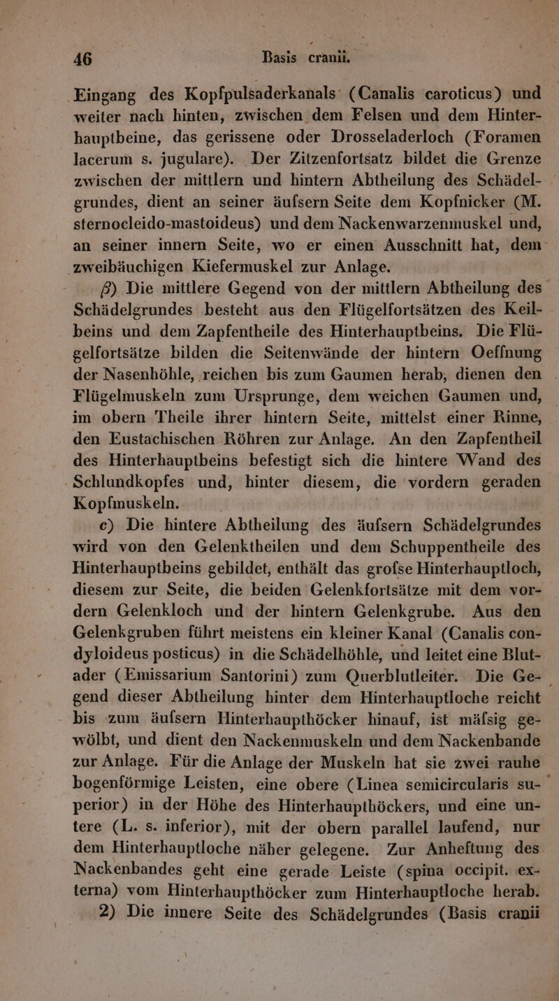 ‚Eingang des Kopfpulsaderkanals‘ (Canalis caroticus) und weiter nach hinten, zwischen dem Felsen und dem Hinter- haupibeine, das gerissene oder Drosseladerloch (Foramen lacerum s. jugulare). Der Zitzenfortsatz bildet die Grenze zwischen der mittlern und hintern Abtheilung des Schädel- grundes, dient an seiner äufsern Seite dem Korifuidlin (M. sternocleido-mastoideus) und dem Nackenwarzenmuskel und, an seiner innern Seite, wo er einen Ausschnitt hat, dem ‚zweibäuchigen Kiefermuskel zur Anlage. | £) Die mittlere Gegend von der mittlern Abtheilung des Schädelgrundes besteht aus den Flügelfortsätzen des Keil- beins und dem Zapfentheile des Hinterhauptbeins. Die Flü- gelfortsätze bilden die Seitenwände der hintern Oeffnung der Nasenhöhle, reichen bis zum Gaumen herab; dienen den . Flügelmuskeln zum Ursprunge, dem weichen Gaumen und, im obern Theile ihrer hintern Seite, mittelst einer Rinne, den Eustachischen Röhren zur Anlage. An den Zapfentheil des Hinterhauptbeins befestigt sich die hintere Wand des -Schlundkopfes und, hinter TEN die vordern geraden Kopfmuskeln. c) Die hintere Abtheilung des äufsern Schädelgrundes wird von den Gelenktheilen und dem Schuppentheile des Hinterhauptbeins gebildet, enthält das grofse Hinterhauptloch, diesem zur Seite, die beiden Gelenkfortsätze mit dem vor- dern Gelenkloch und der hintern Gelenkgrube. Aus den Gelenkgruben führt meistens ein kleiner Kanal (Canalis con- dyloideus posticus) in die Schädelhöhle, und leitet eine Blut- ader (Emissarium Santorini) zum Querblutleiter. Die Ge- gend dieser Abtheilung hinter dem Hinterhauptloche reicht bis zum äufsern Hinterhaupthöcker hinauf, ist mäfsig ge- wölbt, und dient den Nackenmuskeln und dem Nackenbande zur Anlage. Für die Anlage der Muskeln hat sie zwei rauhe bogenförmige Leisten, eine obere (Linea semicircularis su- perior) in der Höhe des Hinterhaupthöckers, und eine un- tere (L. s. inferior), mit der obern parallel laufend, nur dem Hinterhauptloche näher gelegene. Zur Anheftung des Nackenbandes geht eine gerade Leiste (spina oceipit. ex- terna) vom Hinterhaupthöcker zum Hinterhauptloche herab. 2) Die innere Seite des Schädelgrundes (Basis cranü