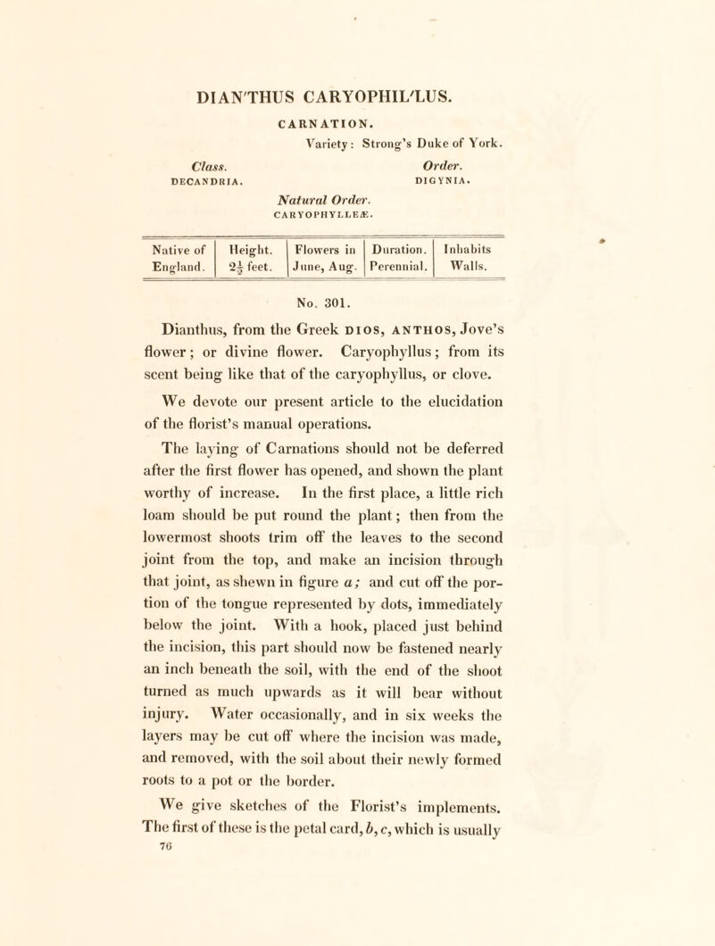 DIAN'THUS CARYOPHIL/LUS. CARNATION. Variety: Strong’s Duke of York. Order. DIGYNIA. Natural Order. CARYOPHYLLEiE. Native of Height. Flowers in Duration. Inhabits England. 2^ feet. June, Aug. Perennial. Walls. No. 301. Dianthus, from the Greek Dios, anthos, Jove’s flower ; or divine flower. Caryophyllus; from its scent being like that of the caryophyllus, or clove. We devote our present article to the elucidation of the florist’s manual operations. The laying of Carnations should not be deferred after the first flower has opened, and shown the plant worthy of increase. In the first place, a little rich loam should be put round the plant; then from the lowermost shoots trim off the leaves to the second joint from the top, and make an incision through that joint, as shewn in figure a; and cut off the por¬ tion of the tongue represented by dots, immediately below the joint. With a hook, placed just behind the incision, this part should now be fastened nearly an inch beneath the soil, with the end of the shoot turned as much upwards as it will bear without injury. Water occasionally, and in six weeks the layers may be cut off where the incision was made, and removed, with the soil about their newly formed roots to a pot or the border. We give sketches of the Florist’s implements. The first of these is the petal card, b, c, which is usually 76 Class. DECANDRIA.