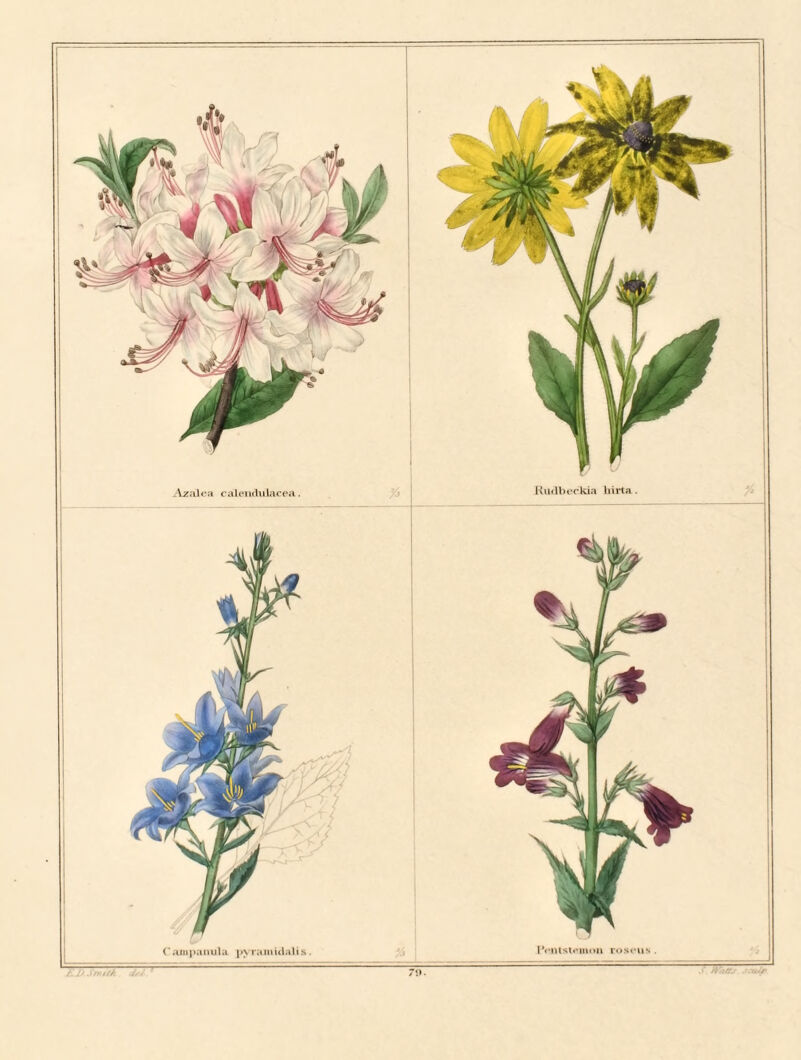 Azalea calenduiacea. RudbecTtia birta . S. Jraitf scuJr ED.Snuf/i dsl Campanula pyramidal is. 1 ‘enlsionion roseus .