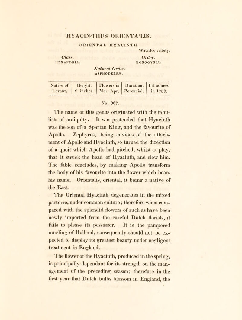 HYACIN'THUS ORIENTALS. ORIENTAL HYACINTH. Waterloo variety. Class. Order. UEXANDRIA. MONOGYNIA. Natural Order. ASPHODELE Native of Height. Flowers in Duration. Introduced Levant. 9 inches. Mar. Apr. Perennial. in 1759. No. 367 The name of this genus originated with the fabu¬ lists of antiquity. It was pretended (hat Hyacinth was the son of a Spartan King, and the favourite of Apollo. Zephyrus, being envious of the attach¬ ment of Apollo and Hyacinth, so turned the direction of a quoit which Apollo had pitched, whilst at play, that it struck the head of Hyacinth, and slew him. The fable concludes, by making Apollo transform the body of his favourite into the flower which bears his name. Orientalis, oriental, it being a native of the East. The Oriental Hyacinth degenerates in the mixed parterre, under common culture; therefore when com¬ pared with the splendid flowers of such as have been newly imported from the careful Dutch florists, it fails to please its possessor. It is the pampered nursling of Holland, consequently should not be ex¬ pected to display its greatest beauty under negligent treatment in England. The flower of the Hyacinth, produced in the spring, is principally dependant for its strength on the man¬ agement of the preceding season; therefore in the first year that Dutch bulbs blossom in England, the