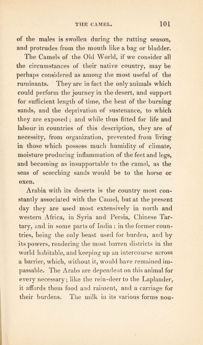 of the males is swollen during the rutting season, and protrudes from the mouth like a bag or bladder. The Camels of the Old World, if we consider all the circumstances of their native country, may be perhaps considered as among the most useful of the ruminants. They are in fact the only animals which could perform the journey in the desert, and support for sufficient length of time, the heat of the burning sands, and the deprivation of sustenance, to which they are exposed ; and while thus fitted for life and labour in countries of this description, they are of necessity, from organization, prevented from living in those which possess much humidity of climate, moisture producing inflammation of the feet and legs, and becoming as insupportable to the camel, as the seas of scorching sands would be to the horse or oxen. Arabia with its deserts is the country most con- stantly associated with the Camel, but at the present day they are used most extensively in north and western Africa, in Syria and Persia, Chinese Tar- tary, and in some parts of India ; in the former coun- tries, being the only beast used for burden, and by its powers, rendering the most barren districts in the world habitable, and keeping up an intercourse across a barrier, which, without it, would have remained im- passable. The Arabs are dependent on this animal for every necessary; like the rein-deer to the Laplander, it affords them food and raiment, and a carriage for their burdens. The milk in its various forms nou-