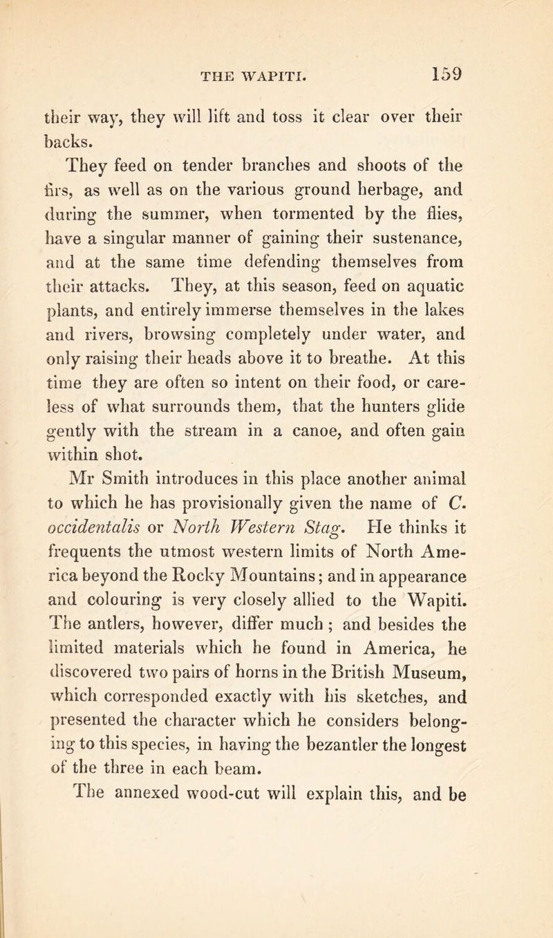 their way, they will lift and toss it clear over their backs. They feed on tender branches and shoots of the firs, as well as on the various ground herbage, and during the summer, when tormented by the flies, have a singular manner of gaining their sustenance, and at the same time defending themselves from their attacks. They, at this season, feed on aquatic plants, and entirely immerse themselves in the lakes and rivers, browsing completely under water, and only raising their heads above it to breathe. At this time they are often so intent on their food, or care- less of what surrounds them, that the hunters glide gently with the stream in a canoe, and often gain within shot. Mr Smith introduces in this place another animal to which he has provisionally given the name of C. occidentalis or North Western Stag. He thinks it frequents the utmost western limits of North Ame- rica beyond the Rocky Mountains; and in appearance and colouring is very closely allied to the Wapiti. The antlers, however, differ much ; and besides the limited materials which he found in America, he discovered two pairs of horns in the British Museum, which corresponded exactly with his sketches, and presented the character which he considers belong- ing to this species, in having the bezantler the longest of the three in each beam. The annexed wood-cut will explain this, and be