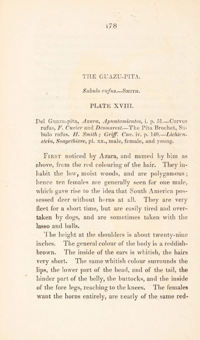 THE GUAZU-PITA. Subulo rufus—Smith. PLATE XVIII. Del Guazu-pita, Azara, Apuntamientos, i. p. 51—Cervus rufus, F. Cuvier and Desmarest.—The Pita Brochet, Su- bulo rufus, II. Smith; Griff. Cuv. iv. p. 140.—Lichten- stein, Saagethiere, pi. xx., male, female, and young. First noticed by Azara, and named by bim as above, from the red colouring of the hair. They in- habit the low, moist woods, and are polygamous ; hence ten females are generally seen for one male, which gave rise to the idea that South America pos- sessed deer without horns at all. They are very fleet for a short time, but are easily tired and over- taken by dogs, and are sometimes taken with the lasso and balls. i he height at the shoulders is about twenty-nine inches. The general colour of the body is a reddish- brown. The inside of the ears is whitish, the hairs very short. The same whitish colour surrounds the lips, the lower part of the head, and of the tail, the hinder part of the belly, the buttocks, and the inside of the fore legs, reaching to the knees. The females want the horns entirely, are nearly of the same red-