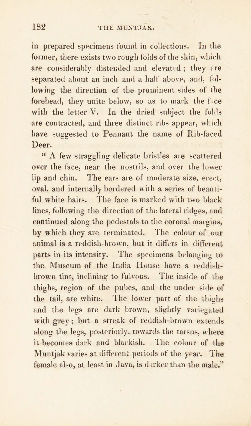 in prepared specimens found in collections. In the former, there exists two rough folds of the skin, which are considerably distended and elevated ; they are separated about an inch and a half above, and, fol- lowing the direction of the prominent sides of the forehead, they unite below, so as to mark the f ce with the letter V. In the dried subject the folds are contracted, and three distinct ribs appear, which have suggested to Pennant the name of Rib-faced Deer. “ A few straggling delicate bristles are scattered over the face, near the nostrils, and over the lower lip and chin. The ears are of moderate size, erect, oval, and internally bordered with a series of beauti- ful white hairs. The face is marked with two black lines, following the direction of the lateral ridges, and continued along the pedestals to the coronal margins, by which they are terminated. The colour of our animal is a reddish-brown, but it differs in different parts in its intensity. The specimens belonging to the Museum of the India House have a reddish- brown tint, inclining to fulvous. The inside of the thighs, region of the pubes, and the under side of the tail, are white. The lower part of the thighs and the legs are dark brown, slightly variegated with grey; but a streak of reddish-brown extends along the legs, posteriorly, towards the tarsus, where it becomes dark and blackish. The colour of the Muntjak varies at different periods of the year. The female also, at least in Java, is darker than the male.”