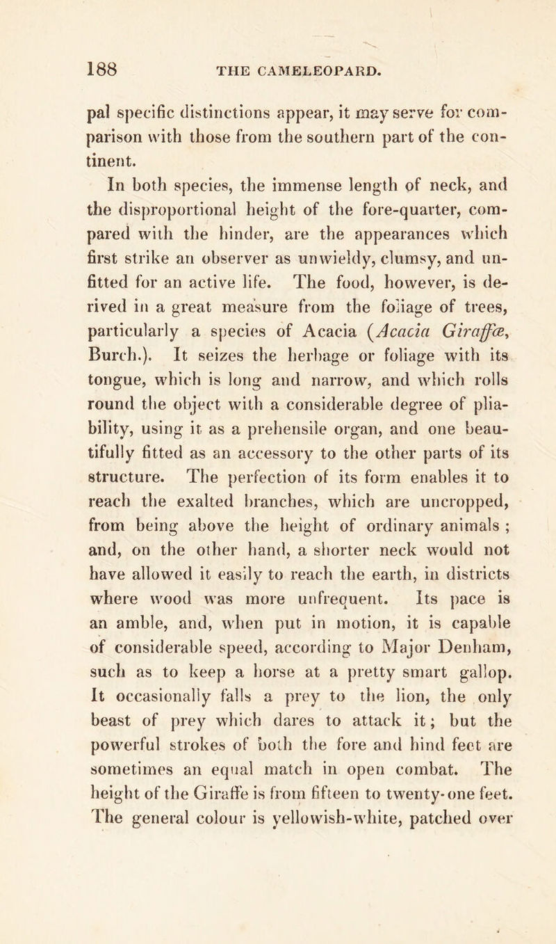 pal specific distinctions appear, it may serve for com- parison with those from the southern part of the con- tinent. In both species, the immense length of neck, and the disproportional height of the fore-quarter, com- pared with the hinder, are the appearances which first strike an observer as unwieldy, clumsy, and un- fitted for an active life. The food, however, is de- rived in a great measure from the foliage of trees, particularly a species of Acacia (Acacia Giraffes, Burch.). It seizes the herbage or foliage with its tongue, which is long and narrow, and which rolls round the object with a considerable degree of plia- bility, using it as a prehensile organ, and one beau- tifully fitted as an accessory to the other parts of its structure. The perfection of its form enables it to reach the exalted branches, which are uncropped, from being above the height of ordinary animals ; and, on the other hand, a shorter neck would not have allowed it easily to reach the earth, in districts where wood was more unfrequent. Its pace is an amble, and, when put in motion, it is capable of considerable speed, according to Major Denham, such as to keep a horse at a pretty smart gallop. It occasionally falls a prey to the lion, the only beast of prey which dares to attack it; but the powerful strokes of both the fore and hind feet are sometimes an equal match in open combat. The height of the Giraffe is from fifteen to twenty-one feet. The general colour is yellowish-white, patched over