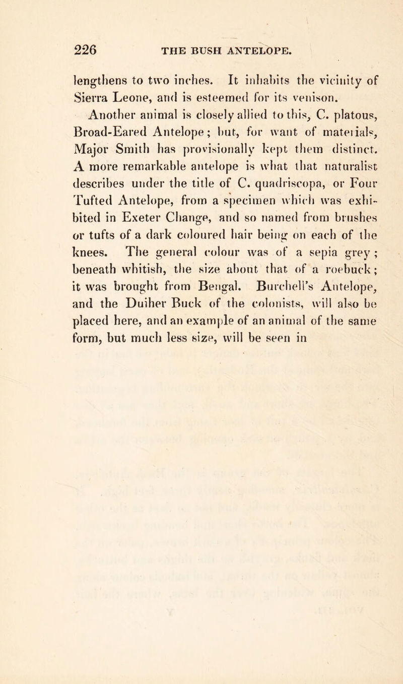 lengthens to two inches. It inhabits the vicinity of Sierra Leone, and is esteemed for its venison. Another animal is closely allied to this, C. platous, Broad-Eared Antelope; but, for want of materials. Major Smith has provisionally kept them distinct. A more remarkable antelope is what that naturalist describes under the title of C. quadriscopa, or Four Tufted Antelope, from a specimen which was exhi- bited in Exeter Change, and so named from brushes or tufts of a dark coloured hair being on each of the knees. The general colour was of a sepia grey ; beneath whitish, the size about that of a roebuck; it was brought from Bengal. Bureheli’s Antelope, and the Duiher Buck of the colonists, will also be placed here, and an example of an animal of the same form, but much less size, will be seen in