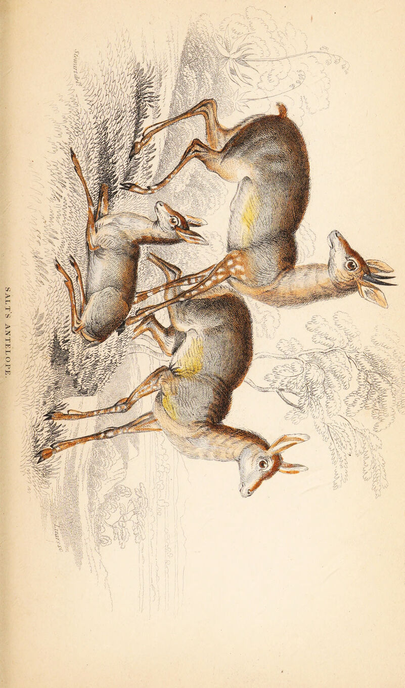 SA-LTS ANTELOPE.