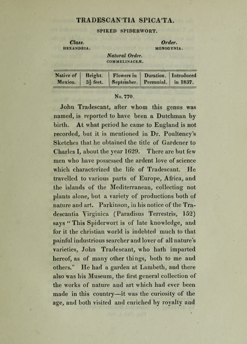 TRADESCAN'TIA SPICA'TA. SPIKED SPIDERWORT. Class. Order. HEXANORIA. MONOGYNIA. Natural Order. COMMELINACEX. Native of Height. Flowers in Duration. Introduced Mexico. 3j feet. September. Perennial. in 1837. No. 770, John Tradescant, after whom this genus was named, is reported to have been a Dutchman by birth. At what period he came to England is not recorded, but it is mentioned in Dr. Poulteney’s Sketches that he obtained the title of Gardener to Charles I, about the year 1629. There are but few men who have possessed the ardent love of science which characterized the life of Tradescant. He travelled to various parts of Europe, Africa, and the islands of the Mediterranean, collecting not plants alone, but a variety of productions both of nature and art. Parkinson, in his notice of the Tra- (lescantia Virginica (Paradisus Terrestris, 152) says “ This Spiderwort is of late knowledge, and for it the Christian world is indebted much to that painful industrious searcher and lover of all nature’s varieties, John Tradescant, who hath imparted hereof, as of many other things, both to me and others.” He had a garden at Lambeth, and there also w'as his Museum, the first general collection of the works of nature and art which had ever been made in this country—it was the curiosity of the age, and both visited and enriched by royalty and