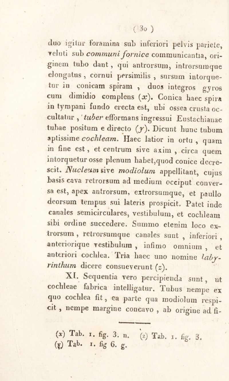 duo igitur foramina sul&gt; inferiori pelvis pariete, ▼eluti sub communi fornice communicantia, ori- ginem tubo dant , qui antrorsum, introrsumque dongatus , cornui persimilis , sursum intorque- tur in conicam spiram , duos integros gyros cum dimidio complens (x). Conica haec spira m tympani fundo erecta est, ubi ossea crusta oc- cultatur , tuber efformans ingressui Eustachianae tubae positum e directo (j). Dicunt hunc tubum aptissime cochleam. Haec latior in ortu, quam in fine est , et centrum sive axim , circa quem intorquetur osse plenum habet,quod conice decre- scit. Nucleum sive modiolum appellitant, cujus basis cava retrorsum ad medium occiput conver- sa est, apex antrorsum, extrorsumque, et pauilo deorsum tempus sui lateris prospicit. Patet inde canales semicirculares, vestibulum, et cochleam sibi ordine succedere. Summo etenim loco ex- trorsum , retrorsumque canales sunt , inferiori anteriorique vestibulum , infimo omnium , et antuion cocblea. Aria haec uno nomine lciby~ rinthum dicere consueverunt (z\ XI. Sequentia vero percipienda sunt, ufc cochleae fabrica intelligatur. Tubus nempe ex quo cochlea fit, ea parte qua modiolum respi- cit , nempe margine concavo , ab origine ad fi- M Tab* x- %• 3. n. (z) Tab. i. %. 3, (?) Tab* *' % 6. g.