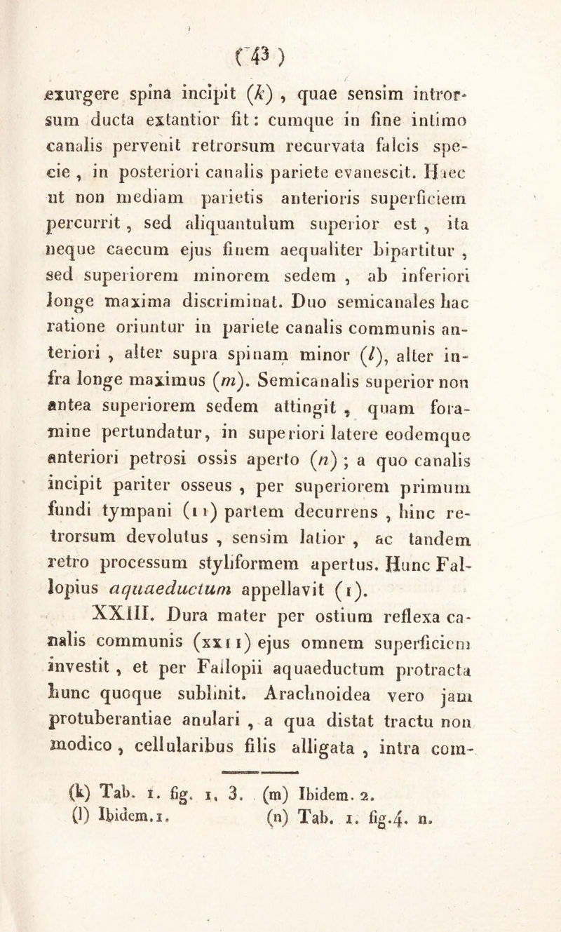 .exurgere spina incipit (&) , quae sensim intror- sum ducta extantior tit: cumque in fine intimo canalis pervenit retrorsum recurvata falcis spe- cie , in posteriori canalis pariete evanescit. Haec ut non mediam parietis anterioris superficiem percurrit, sed aliquantulum superior est , ita neque caecum ejus finem aequaliter bipartitur , sed superiorem minorem sedem , ab inferiori longe maxima discriminat. Duo semicanales hac ratione oriuntur in pariete canalis communis an- teriori , alter supra spinam minor (/), alter in- fra longe maximus (m). Semicanalis superior non antea superiorem sedem attingit * quam fora- mine pertundatur, in superiori latere eodemque anteriori petrosi ossis aperto (n) ; a quo canalis incipit pariter osseus , per superiorem primum fundi tympani (11) partem decurrens , hinc re- trorsum devolutus , sensim latior , ac tandem retro processum styliformem apertus. Hunc Fal- lopius aquaeductum appellavit (i). XXIII. Dura mater per ostium reflexa ca- nalis communis (xxri)ejus omnem superficiem investit , et per Fallopii aquaeductum protracta hunc quoque sublinit. Araclinoidea vero jam protuberantiae anulari , a qua distat tractu non modico , cellularibus filis alligata 9 intra com- (k) Tab. i. fig, i, 3. (m) Ibidem. 2. (l) Ibidem.i. (n) Tab. i. fig.zf. n-