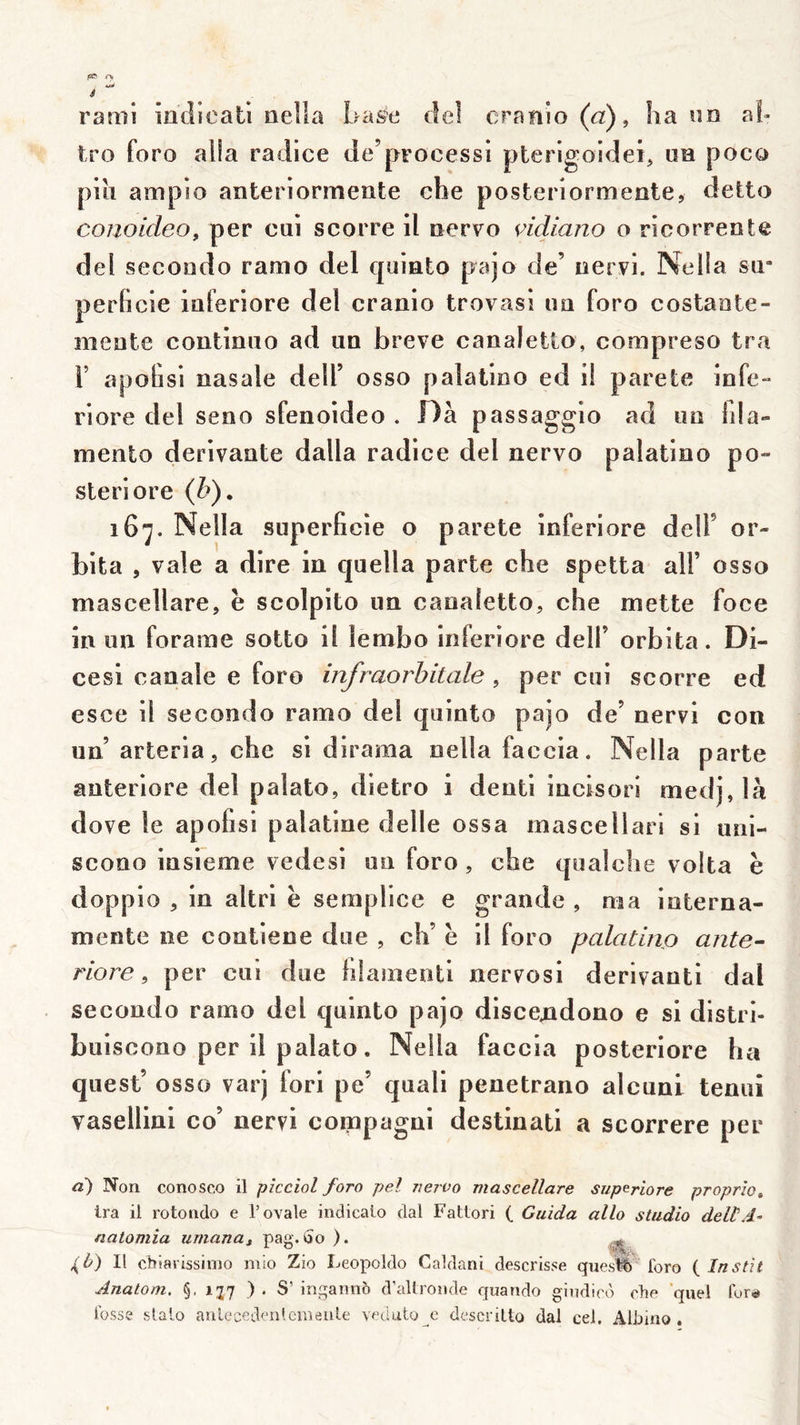 rami iodicati oella Lase del craïiio (a) ^ lia un al- tro foro alla radice de’processi pterigoidei, ne poco plh ampio anteriormente cbe posteriormente, dette conoLcleo, per oui scorre il nervo çidiano o ricorrente del seconde ramo del quinto pajo de’ nervi. Nelia sir perficie inferiore del cranio trovasi im foro costante- meute continao ad un brève canaletlo, compreso tra F apofisi nasale delF osso palatine ed i! parete infe- riore del seno sfenoideo . f)à passaggio ad un Ida- mento dérivante dalla radice del nervo palatino po- ste riore (h), 167. Nella superficie o parete inferiore delF or- bita , vale a dire in quella parte che spetta alF osso mascellare, e scolpito un canaletto, che mette foce in un foraine sotto il îembo inferiore delF orbita. Di- cesi canale e foro infraorhitale, per ciii scorre ed esce il seconde ramo del quinto pajo de’ nervi con un’ arteria, che si dirama nella faccia. Nella parte auteriore del palato, dietro i denti incisori medj,là dove le apofisi palatine delle ossa mascellari si uni- scono insieme vedesi un foro, che qualche volta ë doppio , in altri ë semplice e grande , ma interna- mente ne contiene due , ch’ ë il foro palatinp ante- riore ^ per cui due hlamenti nervosi derivanti dal seconde ramo del quinto pajo discendono e si distri- buiscono per il palato. Nella faccia posteriore ha quest’ osso varj fori pe’ quali penetrano alcuni teniii vaseilini co’ nervi compagni destinati a scorrere per d) Non conosco il pîcciol foro pel itervo mascellare sup^riore proprîo. Ira il rotondo e T ovale indicalo dal Fattori ( Guida allô studio deltA- natomia umanut pag. Oo ). ^ Il chiarissinio mio Zio Leopoldo Caldani descrisse ques% foro {Instit Anatom. §.137 ) . S’ ingannb d’allronde quando gindico che 'quel for^ fosse slalo aulecedenlcinenle veùuto^c dcscrilto dal cei. Alhino ,