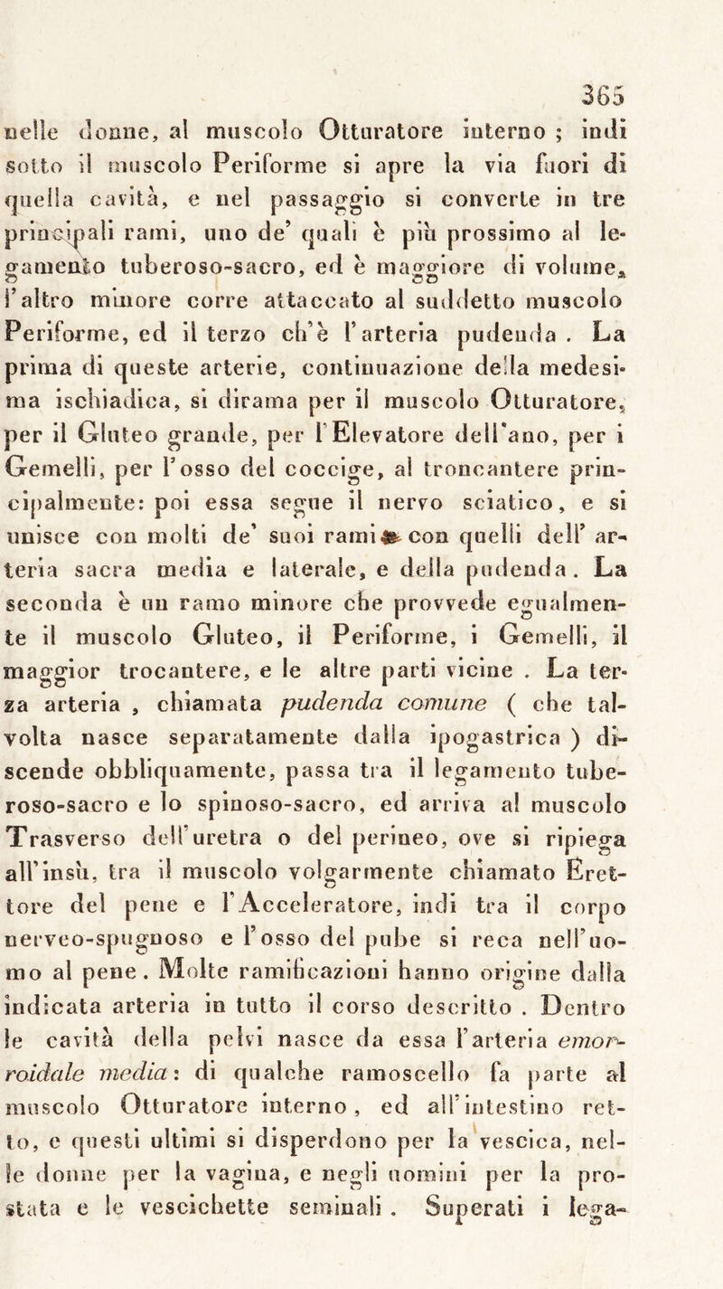 neHe (.loaue, al muscoîo Otturatore iuterno ; in di sotto il rntîscolo Periforme si âpre la via fuorl di qiieila cavità, e iiel passaggio si convcrle in tre priüci^ali rami, uao de’ qaali ë piii prossimo al le- gamealo tuberoso-sacro, ed ë maggiore di volume;» i’altro minore corre attaccato al smldetto muscolo Periforme, ed il terzo cli’ë l’arteria pudeuda . La prima di queste arterie, coiitimiazione délia medesb ma ischiadlca, si dirama per il muscolo Otturatore., per il Gliiteo granule, per TElevatore delTano, per i Gemelli, per Tosso del coccige, al troiicantere prin- cipalmente: poi essa segne il nervo sciatico, e si imisce con molli de’ Süoi rami^g^con quelli dell’ ar- teria sacra media e latérale, e délia podenda. La seconda ë un ramo minore che provvede egualmen- te il muscolo Gliiteo, il Periforme, i Gemelli, il maggior trocantere, e le altre parti vicine . La ter- za arteria , chiamata pudenda comune ( che tal- volta nasce separatamente dalla ipogastrica ) de- scende obbliquaraente, passa tra il legarnento tube- roso-sacro e lo spinoso-sacro, ed arriva al muscolo Trasverso delfuretra o del perineo, ove si ripiega aU’insu, tra il muscolo volgarmente chîamato Êret- tore del pene e FAcceleratore, indi tra il corpo nerveo-spugnoso e l’osso del pube si reca nelTuo- mo al pene. Moite ramUicazioni hanno origine dalla îndicata arteria in tutto il corso descritto . Deiitro le cavità délia pelvi nasce da essa l’arteria emor- roidale media i di qualche ramoscello fa parte al muscolo Otturatore iuterno, ed ail intestino ret- lo, e questi ultîmi si disperdono per la vescica, nel- fe donne per la vagina, e negli uomini per la pro- stata e le vescicbette semluali . Superati i lega«