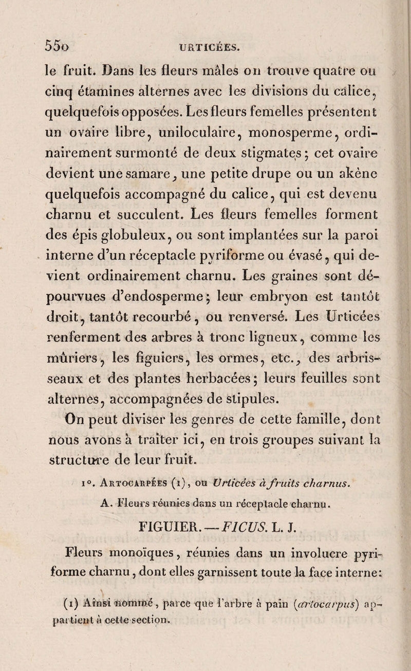 le fruit. Dans les fleurs mâles on trouve quatre ou cinq étamines alternes avec les divisions du calice, quelquefois opposées. Les fleurs femelles présentent un ovaire libre, uniloculaire, monosperme, ordi¬ nairement surmonté de deux stigmates; cet ovaire devient unesamare_, une petite drupe ou un akène quelquefois accompagné du calice, qui est devenu charnu et succulent. Les fleurs femelles forment des épis globuleux, ou sont implantées sur la paroi interne d’un réceptacle pyriforme ou évasé, qui de¬ vient ordinairement charnu. Les graines sont dé¬ pourvues d’endosperme; leur embryon est tantôt droit , tantôt recourbé, ou renversé. Les ürticées renferment des arbres à tronc ligneux, comme les mûriers^ les figuiers, les ormes, etc._, des arbris¬ seaux et des plantes herbacées; leurs feuilles sont alternes, accompagnées de stipules. On peut diviser les genres de cette famille, dont nous avons a traiter ici, en trois groupes suivant la structure de leur fruit. 1°. ArtocarpéES (i), ou Uriicées à fruits charnus. A. Fleurs réunies dans un réceptacle charnu. FIGUIER.J. Fleurs monoïques, réunies dans un involucre pyrb forme charnu, dont elles garnissent toute la face interne: (i) Ainsi nommé , parce que l’arbre à pain {cCiHocarpiis') ap¬ partient à cette section.