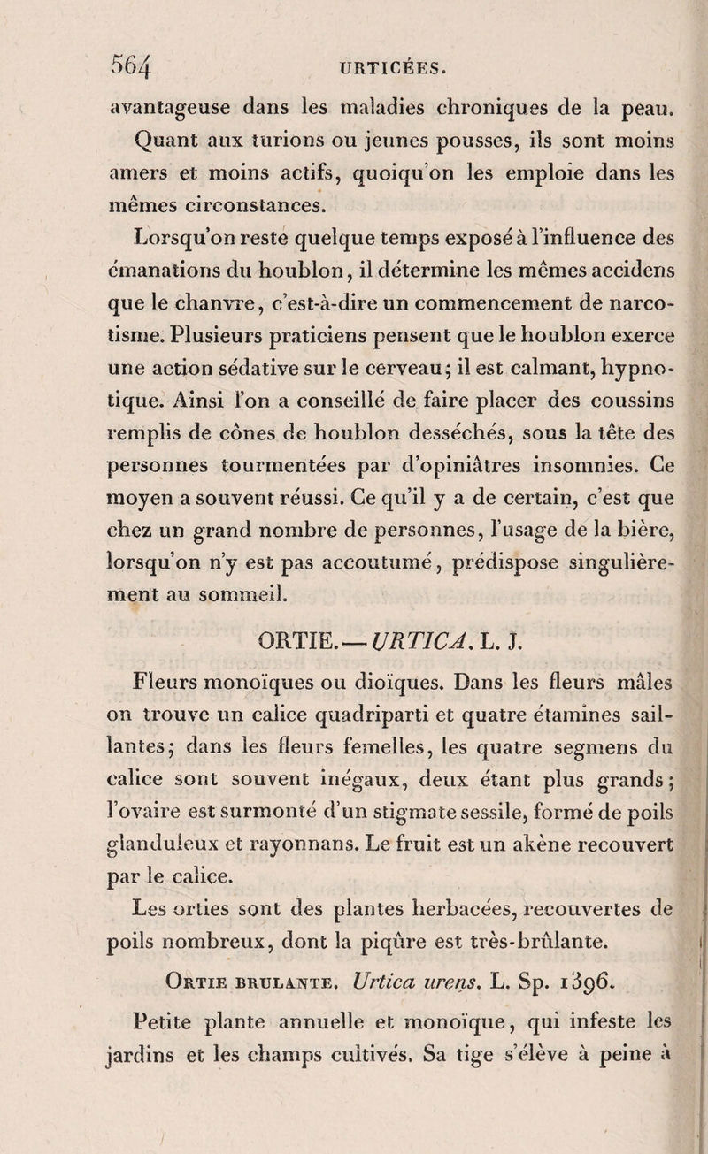 avantageuse dans les maladies chroniques de la peau. Quant aux tiirions ou jeunes pousses, ils sont moins amers et moins actifs, quoiqu’on les emploie dans les mêmes circonstances. Lorsqu’on reste quelque temps exposé à l’influence des émanations du houblon, il détermine les mêmes accidens que le chanvre, c’est-à-dire un commencement de narco- îisme. Plusieurs praticiens pensent que le houblon exerce une action sédative sur le cerveau; il est calmant, hypno¬ tique.’ Ainsi l’on a conseillé de faire placer des coussins remplis de cônes de houblon desséchés, sous la tête des personnes tourmentées par d’opiniâtres insomnies. Ce moyen a souvent réussi. Ce qu’il y a de certain, c’est que chez un grand nombre de personnes, l’usage de la bière, lorsqu’on n’y est pas accoutumé, prédispose singulière¬ ment au sommeil, OWim.—^URTICA, L. J. Fleurs monoïques ou dioïques. Dans les fleurs mâles on trouve un calice quadriparti et quatre étamines sail¬ lantes; dans les fleurs femelles, les quatre segmens du calice sont souvent inégaux, deux étant plus grands; j l’ovaire est surmonté d’un stigmate sessile, formé de poils | glanduleux et rayonnans. Le fruit est un akène recouvert j| par le calice. | Les orties sont des plantes herbacées, recouvertes de | poils nombreux, dont la piqûre est très-brûlante. i| I Ortie brula.nte. Urtica urens, L. Sp. 1396. | Petite plante annuelle et monoïque, qui infeste les j jardins et les champs cultivés. Sa tige s’élève à peine à I y