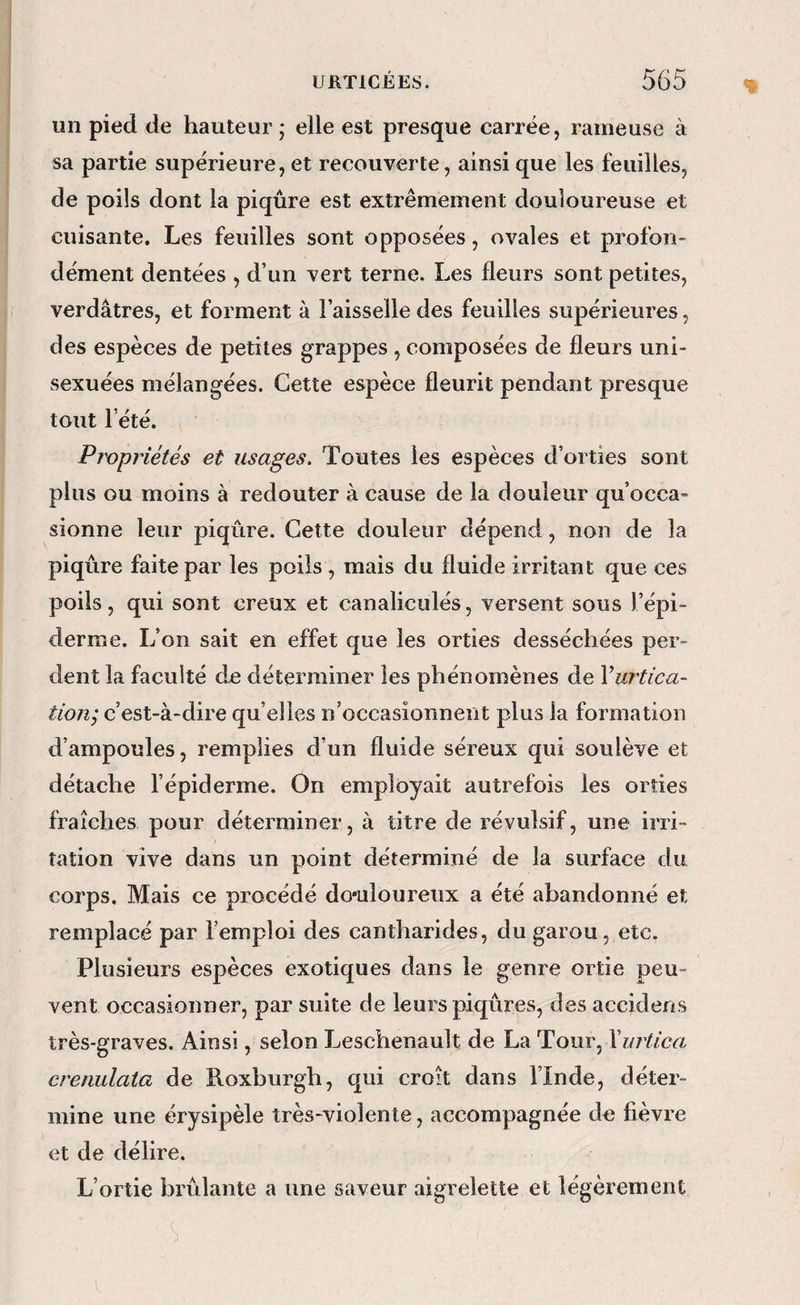 un pied de hauteur 5 elle est presque carrée, rameuse à sa partie supérieure, et recouverte, ainsi que les feuilles, de poils dont la piqûre est extrêmement douloureuse et cuisante. Les feuilles sont opposées, ovales et profon¬ dément dentées , d’un vert terne. Les fleurs sont petites, verdâtres, et forment à l’aisselle des feuilles supérieures, des espèces de petites grappes , composées de fleurs uni- sexuées mélangées. Cette espèce fleurit pendant presque tout l’été. Propriétés et usages. Toutes les espèces d’orties sont plus ou moins à redouter à cause de la douleur qu’occa¬ sionne leur piqûre. Celte douleur dépend, non de la piqûre faite par les poils , mais du fluide irritant que ces poils, qui sont creux et canaliciilés, versent sous l’épi¬ derme. L’on sait en effet que les orties desséchées per¬ dent la faculté de déterminer les phénomènes de Vurtica- tioji; c’est-à-dire qu’elles n’occasionnent plus la formation d’ampoules, remplies d’un fluide séreux qui soulève et détache l’épiderme. On employait autrefois les orties fraîches pour déterminer, à titre de révulsif, une irri¬ tation vive dans un point déterminé de la surface du corps. Mais ce procédé do*uloureux a été abandonné et remplacé par l’emploi des cantharides, du garou, etc. Plusieurs espèces exotiques dans le genre ortie peu¬ vent occasionner, par suite de leurs piqûres, des accidens très-graves. Ainsi, selon Leschenault de La Tour, \urtica, crenulata de Roxburgh, qui croît dans l’Inde, déter¬ mine une érysipèle très-violente, accompagnée de fièvre et de délire. L’ortie brûlante a une saveur aigrelette et légèrement S