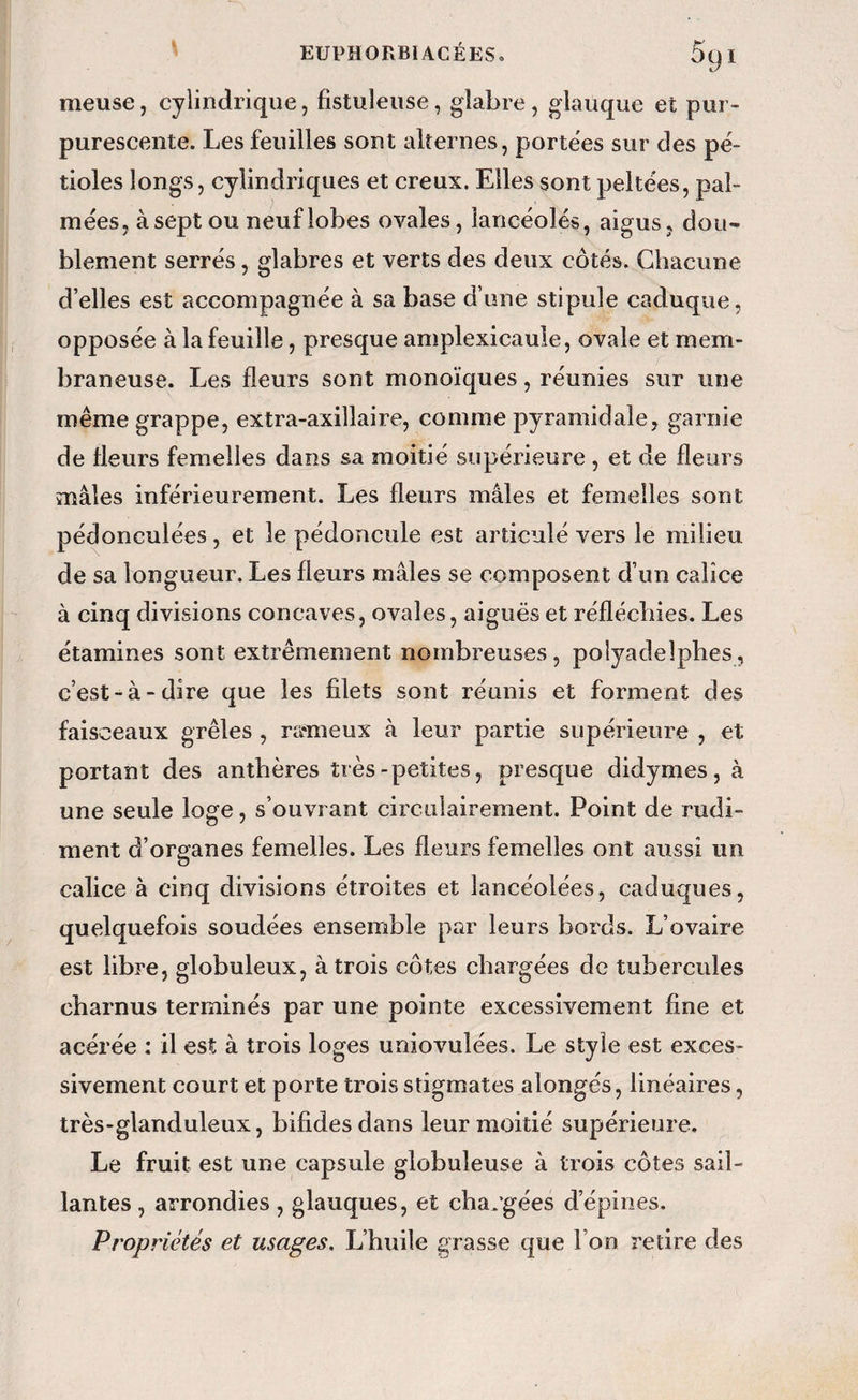 nieuse, cylindrique, fistuleuse, glabre, glauque et pur- purescente. Les feuilles sont alternes, portées sur des pé¬ tioles longs, cylindriques et creux. Elles sont peltées, pal¬ mées, à sept ou neuf lobes ovales, lancéolés, aigus, dou¬ blement serrés, glabres et verts des deux côtés. Chacune d’elles est accompagnée à sa base d’une stipule caduque, opposée à la feuille, presque amplexicaule, ovale et mem¬ braneuse. Les fleurs sont monoïques, réunies sur une même grappe, extra-axillaire, comme pyramidale, garnie de fleurs femelles dans sa moitié supérieure , et de fleurs mâles inférieurement. Les fleurs mâles et femelles sont pédonculées, et le pédoncule est articulé vers le milieu de sa longueur. Les fleurs mâles se composent d’un calice à cinq divisions concaves, ovales, aiguës et réfléchies. Les étamines sont extrêmement nombreuses, poîyadelphes, c’est-à-dire que les filets sont réunis et forment des faisceaux grêles , ra*meux à leur partie supérieure , et portant des anthères très-petites, presque didymes, à une seule loge, s’ouvrant circiilairement. Point de rudi¬ ment d’organes femelles. Les fleurs femelles ont aussi un calice à cinq divisions étroites et lancéolées, caduques, quelquefois soudées ensemble par leurs bords. L’ovaire est libre, globuleux, à trois côtes chargées de tubercules charnus terminés par une pointe excessivement fine et acérée : il est à trois loges uniovulées. Le style est exces¬ sivement court et porte trois stigmates alongés, linéaires, très-glanduleux, bifides dans leur moitié supérieure. Le fruit est une capsule globuleuse à trois côtes sail¬ lantes , arrondies , glauques, et changées d’épines. Propriétés et usages. L’huile grasse que l’on retire des