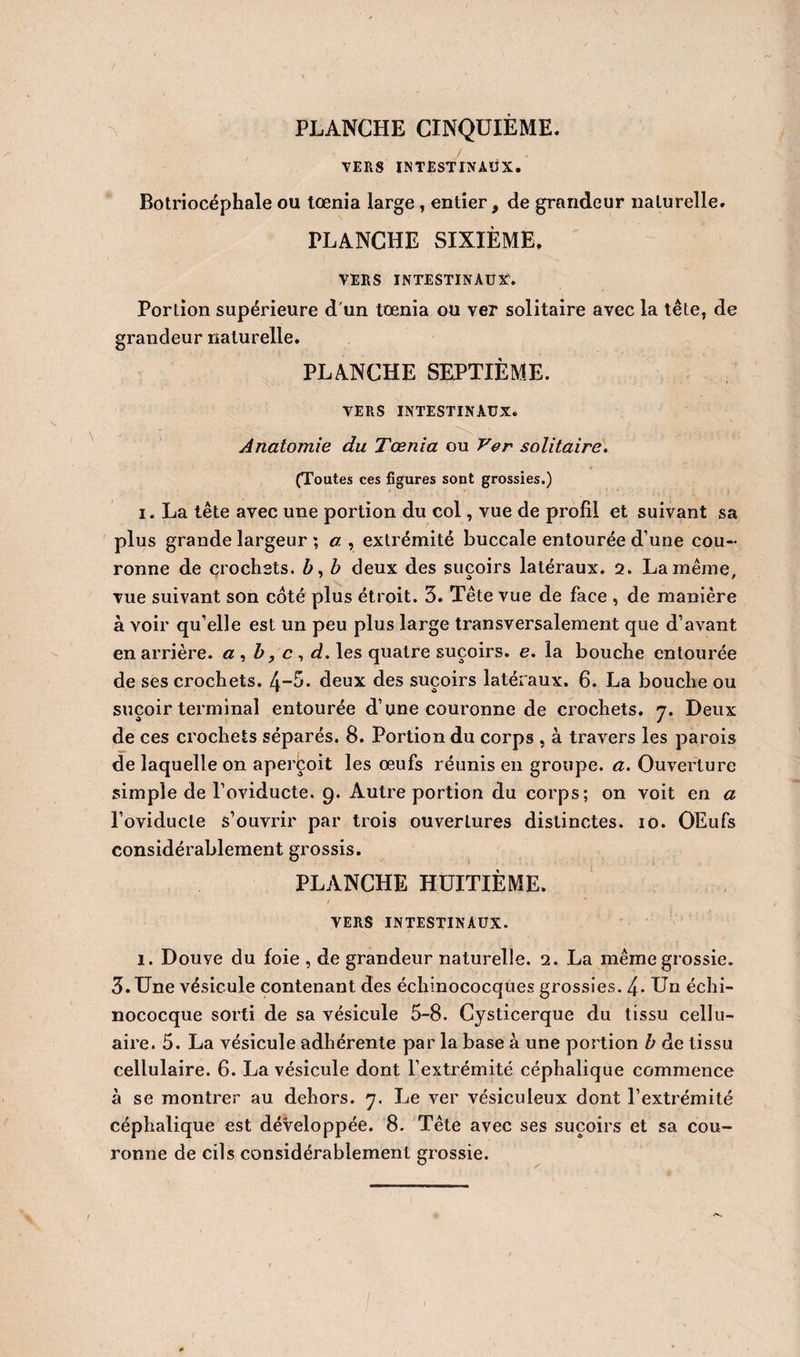 PLANCHE CINQUIÈME. / TERS INTESTINAUX, Botriocéphale ou tœnia large, entier, de grandeur naturelle. PLANCHE SIXIÈME. VERS INTESTINAUX. Portion supérieure d'un tœnia ou ver solitaire avec la tête, de grandeur naturelle. PLANCHE SEPTIÈME. VERS INTESTINAUX. Anatomie du Tœnia ou Ver solitaire. (Toutes ces figures sont grossies.) I. La tête avec une portion du col, vue de profil et suivant sa plus grande largeur ; a , extrémité buccale entourée d’une cou¬ ronne de crochets. b deux des suçoirs latéraux. 2. La même, vue suivant son coté plus étroit. 3. Tête vue de face , de manière à voir qu’elle est un peu plus large transversalement que d’avant en arrière, a ^ b, c ^ d. les quatre suçoirs, e. la bouche entourée de ses crochets. 4-3. deux des suçoirs latéraux. 6. La bouche ou suçoir terminal entourée d’une couronne de crochets. 7. Deux de ces crochets séparés. 8. Portion du corps , à travers les parois de laquelle on aperçoit les œufs réunis en groupe, a. Ouverture simple de l’oviducte. 9. Autre portion du corps; on voit en a l’oviducle s’ouvrir par trois ouvertures distinctes. 10. OEufs considérablement grossis. PLANCHE HUITIÈME. VERS INTESTINAUX. 1. Douve du foie , de grandeur naturelle. 2. La même grossie. 3. Une vésicule contenant des échinococques grossies. 4- Un éclii- nococque sorti de sa vésicule 5-8. Cysticerque du tissu cellu- aire. 5. La vésicule adhérente par la base à une portion b de tissu cellulaire. 6. La vésicule dont l’extrémité céphalique commence à se montrer au dehors. 7. Le ver vésiculeux dont l’extrémité céphalique est développée. 8. Tête avec ses suçoirs et sa cou¬ ronne de cils considérablement grossie.