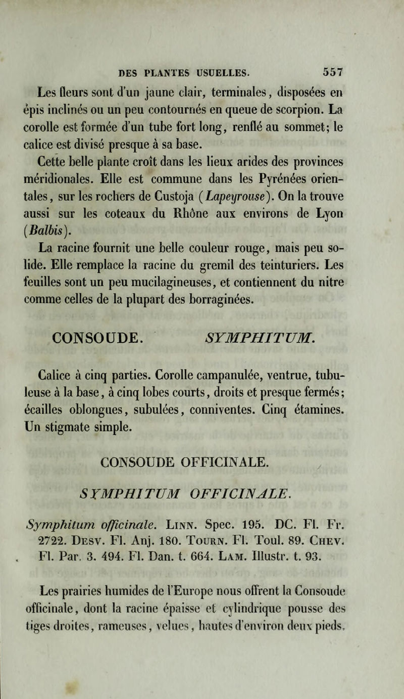 Les fleurs sont d’un jaune clair, terminales, disposées en épis inclinés ou un peu contournés en queue de scorpion. La corolle est formée d’un tube fort long, renflé au sommet; le calice est divisé presque à sa base. Cette belle plante croît dans les lieux arides des provinces méridionales. Elle est commune dans les Pyrénées orien¬ tales , sur les rochers de Custoja (Lapeijrouse). On la trouve aussi sur les coteaux du Rhône aux environs de Lyon (Balbis). La racine fournit une belle couleur rouge, mais peu so¬ lide. Elle remplace la racine du gremil des teinturiers. Les feuilles sont un peu mucilagineuses, et contiennent du nitre comme celles de la plupart des borraginées. CON SO UDE. SYMPHIT UM. Calice à cinq parties. Corolle campanulée, ventrue, tubu¬ leuse à la base, à cinq lobes courts, droits et presque fermés ; écailles oblongues, subulées, conniventes. Cinq étamines. Un stigmate simple. CONSOUDE OFFICINALE. SYMPHITUM OFFICINALE. Symphitum officinale. Linn. Spec. 195. DC. Fl. Fr. 2722. Desv. Fl. Anj. 180. Tourn. Fl. Toul. 89. Chev. Fl. Par. 3. 494. Fl. Dan. t. 664. Lam. Ulustr. t. 93. Les prairies humides de l’Europe nous offrent la Consolide officinale, dont la racine épaisse et cylindrique pousse des tiges droites, rameuses, velues, hautes d’environ deux pieds.