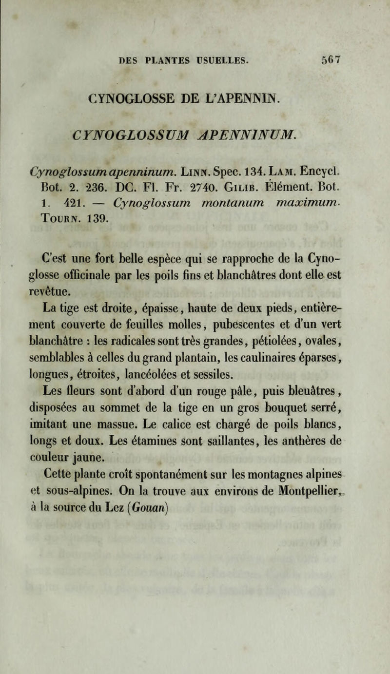 GYNOGLOSSE DE L’APENNIN. CYNOGLOSSUM APENNINUM. Cynoglossum apenninum. Linn. Spec. 134. Lam. Encycl. Bot. 2. 236. DC. Fl. Fr. 2740. Gilib. Élément. Bol. 1. 421. — Cynoglossum montanum maximum- Tourn. 139. C’est une fort belle espèce qui se rapproche de la Cyno- glosse officinale par les poils fins et blanchâtres dont elle est revêtue. La tige est droite, épaisse, haute de deux pieds, entière¬ ment couverte de feuilles molles, pubescentes et d’un vert blanchâtre : les radicales sont très grandes, pétiolées, ovales, semblables à celles du grand plantain, les caulinaires éparses, longues, étroites, lancéolées et sessiles. Les fleurs sont d’abord d’un rouge pâle, puis bleuâtres, disposées au sommet de la tige en un gros bouquet serré, imitant une massue. Le calice est chargé de poils blancs, longs et doux. Les étamines sont saillantes, les anthères de couleur jaune. Cette plante croît spontanément sur les montagnes alpines et sous-alpines. On la trouve aux environs de Montpellier, à la source du Lez (Gouan)