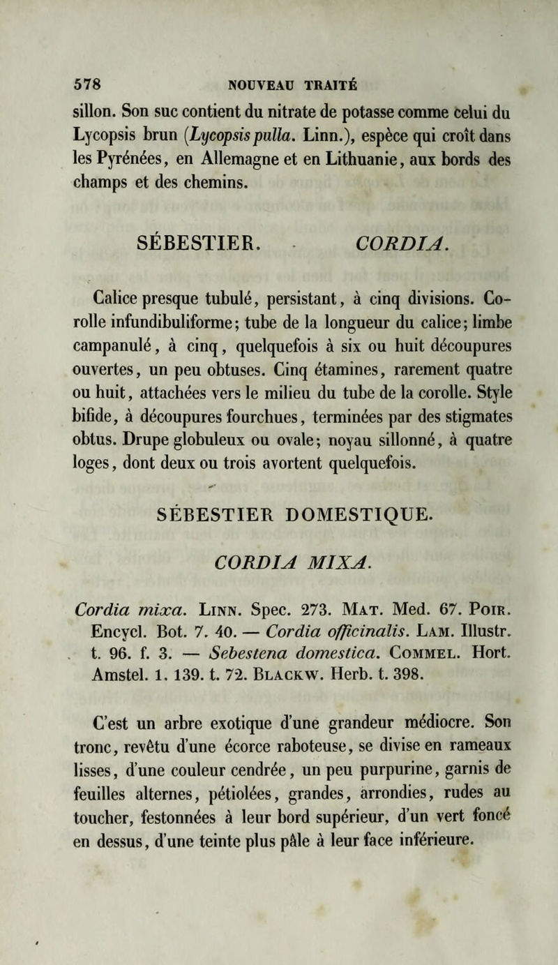 sillon. Son suc contient du nitrate de potasse comme celui du Lycopsis brun (Lycopsispulla. Linn.), espèce qui croît dans les Pyrénées, en Allemagne et en Lithuanie, aux bords des champs et des chemins. SÉBESTIER. CORDIA. Calice presque tubulé, persistant, à cinq divisions. Co¬ rolle infundibuliforme ; tube de la longueur du calice ; limbe campanulé, à cinq, quelquefois à six ou huit découpures ouvertes, un peu obtuses. Cinq étamines, rarement quatre ou huit, attachées vers le milieu du tube de la corolle. Style bifide, à découpures fourchues, terminées par des stigmates obtus. Drupe globuleux ou ovale; noyau sillonné, à quatre loges, dont deux ou trois avortent quelquefois. SÉBESTIER DOMESTIQUE. CORDIA MIXA. Cordia mixa. Linn. Spec. 273. Mat. Med. 67. Poir. Encycl. Bot. 7. 40. — Cordia officinalis. Lam. Illustr. t. 96. f. 3. — Sebestena domestica. Commel. Hort. Amstel. 1.139. t. 72. Blackw. Herb. t. 398. C’est un arbre exotique d’une grandeur médiocre. Son tronc, revêtu d’une écorce raboteuse, se divise en rameaux lisses, d’une couleur cendrée, un peu purpurine, garnis de feuilles alternes, pétiolées, grandes, arrondies, rudes au toucher, festonnées à leur bord supérieur, d’un vert foncé en dessus, d’une teinte plus pèle à leur face inférieure.