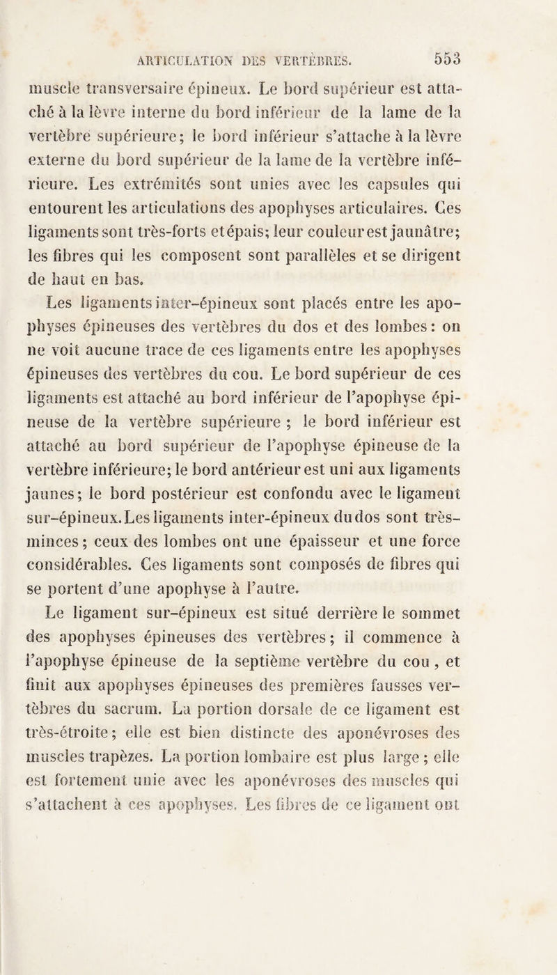 muscle transversaire épineux. Le bord supérieur est atta¬ ché à la lèvre interne du bord inférieur de la lame de la vertèbre supérieure; le bord inférieur s’attache à la lèvre externe du bord supérieur de la lame de la vertèbre infé¬ rieure. Les extrémités sont unies avec les capsules qui entourent les articulations des apophyses articulaires. Ces ligaments sont très-forts etépais; leur couleur est jaunâtre; les fibres qui les composent sont parallèles et se dirigent de haut en bas. Les ligaments inter-épineux sont placés entre les apo¬ physes épineuses des vertèbres du dos et des lombes : on 11e voit aucune trace de ces ligaments entre les apophyses épineuses des vertèbres du cou. Le bord supérieur de ces ligaments est attaché au bord inférieur de l’apophyse épi¬ neuse de la vertèbre supérieure ; le bord inférieur est attaché au bord supérieur de l’apophyse épineuse de la vertèbre inférieure; le bord antérieur est uni aux ligaments jaunes; le bord postérieur est confondu avec le ligament sur-épineux. Les ligaments inter-épineux du dos sont très- minces ; ceux des lombes ont une épaisseur et une force considérables. Ces ligaments sont composés de fibres qui se portent d’une apophyse à l’autre. Le ligament sur-épineux est situé derrière le sommet des apophyses épineuses des vertèbres; il commence à l’apophyse épineuse de la septième vertèbre du cou , et finit aux apophyses épineuses des premières fausses ver¬ tèbres du sacrum. La portion dorsale de ce ligament est très-étroite; elle est bien distincte des aponévroses des muscles trapèzes. La portion lombaire est plus large ; elle est fortement unie avec les aponévroses des muscles qui s’attachent à ces apophyses. Les fibres de ce ligament ont