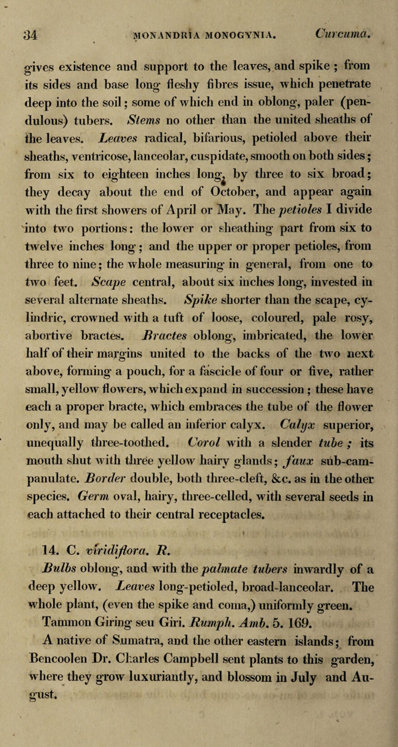 ^34 MONANDRIA MONOGYNIA. CuVCUma, gives existence and support to the leaves, and spike ; from its sides and base long fleshy fibres issue, which penetrate deep into the soil; some of which end in oblong, paler (pen¬ dulous) tubers. Stems no other than the united sheaths of the leaves. Leaves radical, bifarious, petioled above their sheaths, ventricose, lanceolar, cuspidate, smooth on both sides; from six to eighteen inches long^ by three to six broad; they decay about the end of October, and appear again with the first showers of April or May. The petioles I divide into two portions: the lower or sheathing part from six to twelve inches long; and the upper or proper petioles, from three to nine; the whole measuring' in general, from one to two feet. Scape central, about six inches long, invested in several alternate sheaths. Spike shorter than the scape, cy- lindric, crowned with a tuft of loose, coloured, pale rosy, abortive bractes. Bractes oblong, imbricated, the lower half of their margins united to the backs of the two next above, forming a pouch, for a fascicle of four or five, rather small, yellow flowers, which expand in succession ; these have each a proper bracte, which embraces the tube of the flower only, and may be called an inferior calyx. Calyx superior, unequally three-toothed. Corel with a slender tube ; its mouth shut with tliree yellow hairy glands; faux siib-cam- panulate. Border double, both three-cleft, &amp;c. as in the other species. Germ oval, hairy, three-celled, with several seeds in each attached to their central receptacles, 14. C. viridijlora, R. Bulbs oblong, and with the palmate tubers inwardly of a deep yellow. Leaves long-petioled, broad-lanceolar. The whole plant, (even the spike and coma,) uniformly green, Tammon Giring seu Giri. Rumpli, Amb, 5, 169, A native of Sumatra, and the other eastern islands; from Bencoolen Dr. Charles Campbell sent plants to this garden, where they grow luxuriantly, and blossom in July and Au¬ gust,