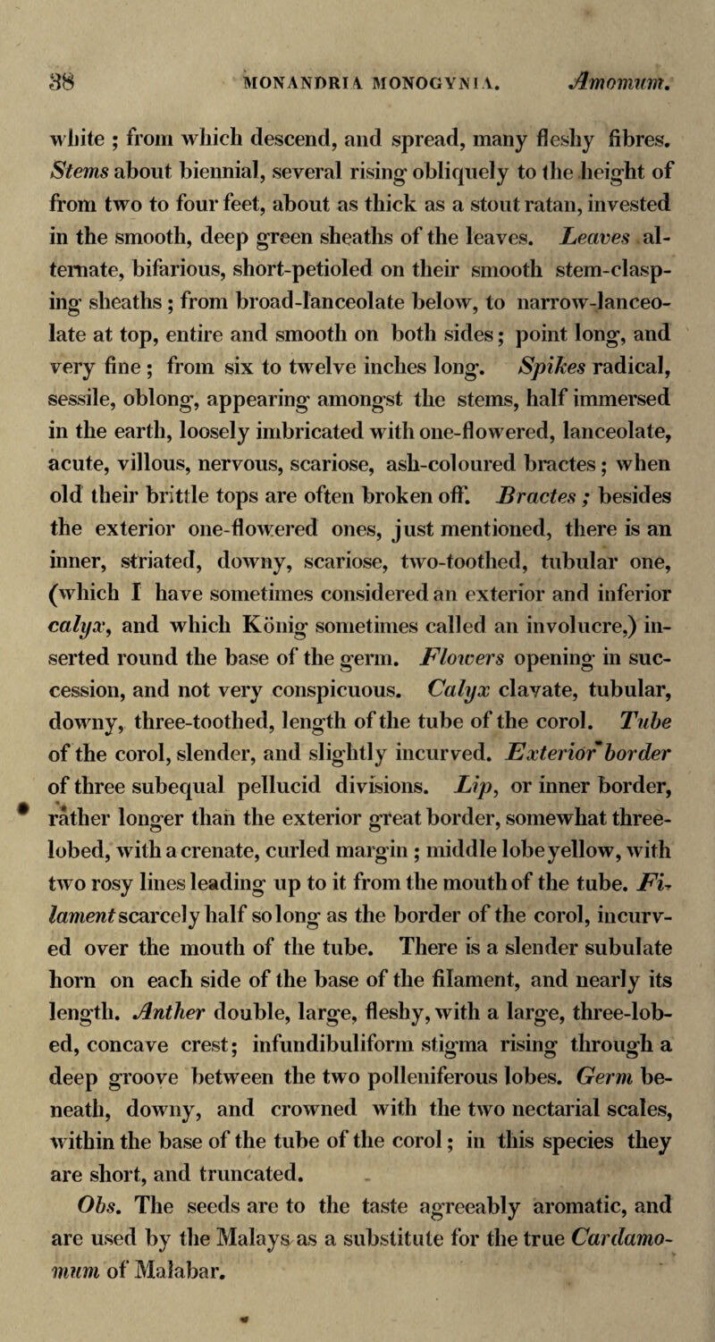 M'ljile ; from which descend, and spread, many fleshy fibres. Stems about biennial, several rising obliquely to the height of from two to four feet, about as thick as a stout ratan, invested in the smooth, deep green sheaths of the leaves. Leaves al- temate, bifarious, short-petioled on their smooth stem-clasp¬ ing sheaths ; from broad-lanceolate below, to narrow-lanceo¬ late at top, entire and smooth on both sides; point long, and very fine ; from six to twelve inches long. Spikes radical, sessile, oblong', appearing amongst the stems, half immersed in the earth, loosely imbricated with one-flowered, lanceolate, acute, villous, nervous, scariose, ash-coloured bractes; when old their brittle tops are often broken off. Bractes ; besides the exterior one-flowered ones, just mentioned, there is an inner, striated, downy, scariose, two-toothed, tubular one, (which I have sometimes considered an exterior and inferior calyx, and which Konig sometimes called an involucre,) in¬ serted round the base of the germ. Flowers opening in suc¬ cession, and not very conspicuous. Calyx clavate, tubular, downy, three-toothed, length of the tube of the corol. Tube of the corol, slender, and slightly incurved. Exterior border of three subequal pellucid divisions. Lip, or inner border, * rather longer than the exterior great border, somewhat three- lobed, with a crenate, curled margin ; middle lobe yellow, with two rosy lines leading up to it from the mouth of the tube. Fu scarcely half so long as the border of the corol, incurv¬ ed over the mouth of the tube. There is a slender subulate horn on each side of the base of the filament, and nearly its length. Anther double, large, fleshy, with a large, three-lob- ed, concave crest; infundibuliform stigma rising through a deep groove between the two polleniferous lobes. Germ be¬ neath, downy, and crowned with the two nectarial scales, within the base of the tube of the corol; in this species they are short, and truncated. Obs, The seeds are to the taste agreeably aromatic, and are used by the Malays as a substitute for the true Cardamo- mum of Malabar.