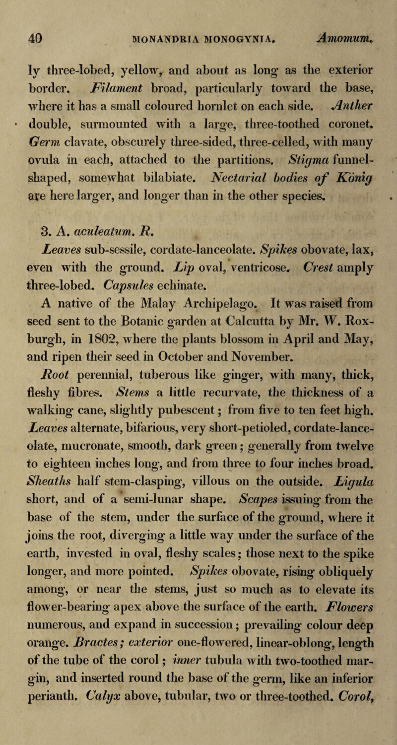 ly three-lobed, yellow, and about as long as the exterior border. Filament broad, particularly toward the base, where it has a small coloured hornlet on each side. Anther * double, surmounted with a large, three-toothed coronet. Germ clavate, obscurely three-sided, three-celled, with many ovula in each, attached to the partitions. Stigma funnel- shaped, somewhat bilabiate. Nectarial bodies of K'dnig ave here larger, and longer than in the other species. 3. A. aculeatum, R, Leaves sub-sessile, cordate-lanceolate. Spikes obovate, lax, even with the ground. Lip oval, ventricose. Crest amply three-lobed. Capsules echinate. A native of the Malay Archipelago. It was raised from seed sent to the Botanic garden at Calcutta by Mr. W. Rox¬ burgh, in 1802, where the plants blossom in April and May, and ripen their seed in October and November. Root perennial, tuberous like ginger, with many, thick, fleshy fibres. Stems a little recurvate, the thickness of a walking cane, slightly pubescent; from five to ten feet high. Leaves alternate, bifarious, very short-petioled, cordate-lance¬ olate, mucronate, smooth, dark green; generally from twelve to eighteen inches long, and from three to four inches broad. Sheaths half stem-clasping, villous on the outside. Ligula short, and of a semi-lunar shape. Scapes issuing from the base of the stem, under the surface of the ground, where it joins the root, diverging a little way under the surface of the earth, invested in oval, fleshy scales; those next to the spike longer, and more pointed. Spikes obovate, rising obliquely among, or near the stems, just so much as to elevate its flower-bearing apex above the surface of the earth. Flowers numerous, and expand in succession; prevailing colour deep orange. Bractes; exterior one-flowered, linear-oblong, length of the tube of the corol; imier tubula with two-toothed mar¬ gin, and inserted round the base of the germ, like an inferior perianth. Calyx above, tubular, two or three-toothed. Corol,