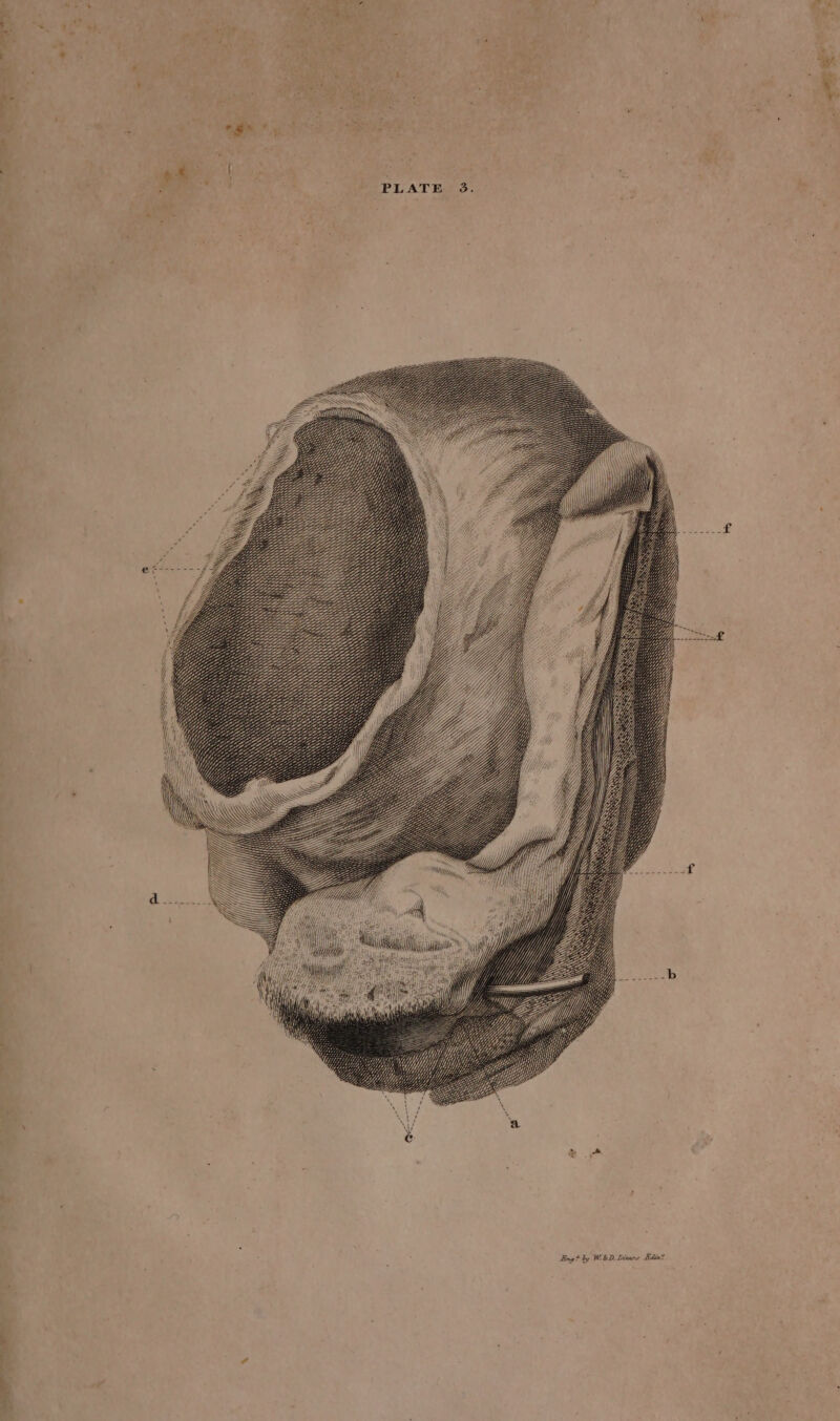 “ i) “ + ae 4 ‘ . = J , “4 F s* iy 3 ; i. f ee i a PLATE 3. NS \ SSN SS Le LLLLEGLEE SS =S SS hai iy | i) n digh\y Be. MN Me///// pd NM Y Uy = oy y, Yy SS S SSS SS SST S SSS SS ST <S SS S SSS SS WSS SS = SS SS SS Ss SNES SS SSS SS SS S SS SS Ting? by Wi&amp;D, Invary Bdin=