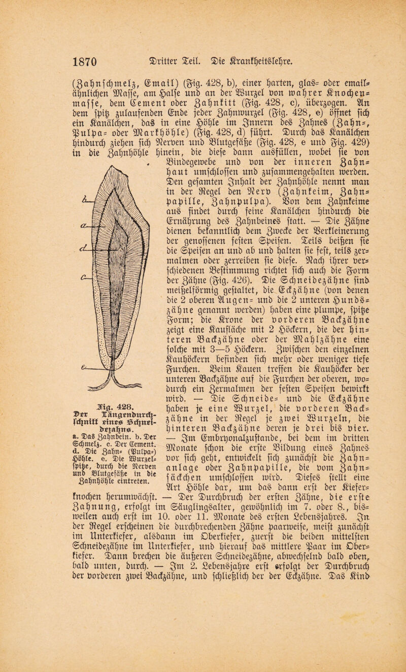 (3ahttfd)melg, ©mail) (3ig. 428, b), einer garten, glaS= ober ematb* ähnlichen SJiaffe, am §alfe nnb an ber SSurgel bon wahrer ®no<hen= ntaffe, bem ©erneut ober (3ig. 428, c), überzogen. Sin bem f^oi^ gulaufenben ©nbe jeber 3ahntourgeI (3ig. 428, e) öffnet fiel) ein Äanälajen, ba§ in eine §öl)le im Innern be§ 3a^ne§ (3 ahn-, ^ulf3a= ober 3Jlar!^ö^Ie) (§ig. 428, d) führt. ®urch ba§ ®anäld)en hinburd) gieren ftd) Serben unb SSlutgefäjje ($ig. 428, e nnb gig. 429) in bie Zahnhöhle hinein, bie biefe bann ausfüllen, toobet fie bon S3inbegetoebe unb bon ber inneren 8aljn* haut umfchloffen unb gufammengehalten toerben. ®en gefamten ^nljalt ber ftäfyyfy'ofylz nennt man in ber Siegel ben 91erb ($al)nfeim, ßa^ns papille, Sßon bem ßa^nfeime au§ finbet bnrd) feine Kanälchen I)inbur^ bie ©rnährung be§ 3alTtbeine§ ftatt. — S)ie ßä^ne bienen belanntlid) bem 8iüec^e ber SBerlleinermtg ber genoffenen feften ©peifen. S£eilS beiden fie bie ©Reifen an nnb ab nnb galten fie feft, teils jer* malmen ober gerreiben fie biefe. Siad) ihrer ber= fdjiebenen SSeftimmnng richtet ftd) and) bie $orm ber ßä^ne ($ig. 426). ®ie ©chneibegähne finb meijjelförmig geftaltet, bie ©dg äh ne (bon benen bie 2 oberen Singen- nnb bie 2 unteren .JpunbS- gähne genannt toerben) Ijaben eine plumpe, fpipe g-orm; bie tone ber borberen S3adgäl)ne geigt eine $aufläd)e mit 2 Rödern, bie ber hto teren S3adgäpne ober ber äftaplgähne eine fo!d)e mit 3—5 Rödern. 3^f^en ben einzelnen feauhödent befinben ficf) mehr ober toeniger tiefe gurren. SSeim $auen treffen bie Äattpder ber unteren SSadgähne auf bie furchen ber oberen, too= bnrd) ein 3ennalmen ber feften ©peifen beioirft toirb. — ®ie ©cpneibes unb bie ©dg äh ne haben je eine SBurgel, bie borberen S3ad= gähne in ber Siegel je gtoei Söurgeln, bie hinteren 93adgäl)tte bereu je brei bis hier. — 3m ©mbrt)onalgufianbe, bei bem im brüten ättonate fdjon bie erfte S3ilbung eines 3dl)ne3 bor fich geht, enttoidelt ficf) gunächft bie 3al)n- anlage ober 3aftbbabille, bie bom 3ahn= fädchen umfdjloffen toirb. SHefeS ftellt eine Slrt |pöble bar, um baS bann erft ber tofer- m$. 428. Itännsntrurdt- jTtfjnitt tittz» *5xf|rtet- baja tm#. a. $a§ galjnbein. b. ®cr ©d^melj. c. ®er ©entent. d. ®ie Qa^n- (ißullpa*) £>öfjte. e. ®ie S93ur*els ftnfce, bnrd) bie Herbert tio Sötutgefötie in bie .galjnpljle eintreten. nn fnoepen hentmtoädjft. — ®er Storcpbrud) ber erften 3äl)oe, bie erfte 3ahnnng, erfolgt im ©äuglingSalter, getoopnlid) im 7. ober 8., biS= toeilen auch erft im 10. ober 11. dJtonate be§ erften SebenSjapreS. 3^ ber Siegel erfepeinen bie burd)bred)enben 3^hne paartoeife, meift gunädpft im Unterfiefer, aisbann im Dberfiefer, gnerft bie beiben mittelften ©chneibegähne im Unter lief er, nnb hierauf baS mittlere $paar im Ober¬ kiefer. ®ann brechen bie änderen ©chneibegähne, abtoed)felnb balb obenr halb unten, burep. — 3m 2. SebenSjapre erft erfolgt ber Storcpbruch ber borberen gtoei SSadgäljne, unb fchliehlid) ber ber ©dgähne. S)a§ ^inb’