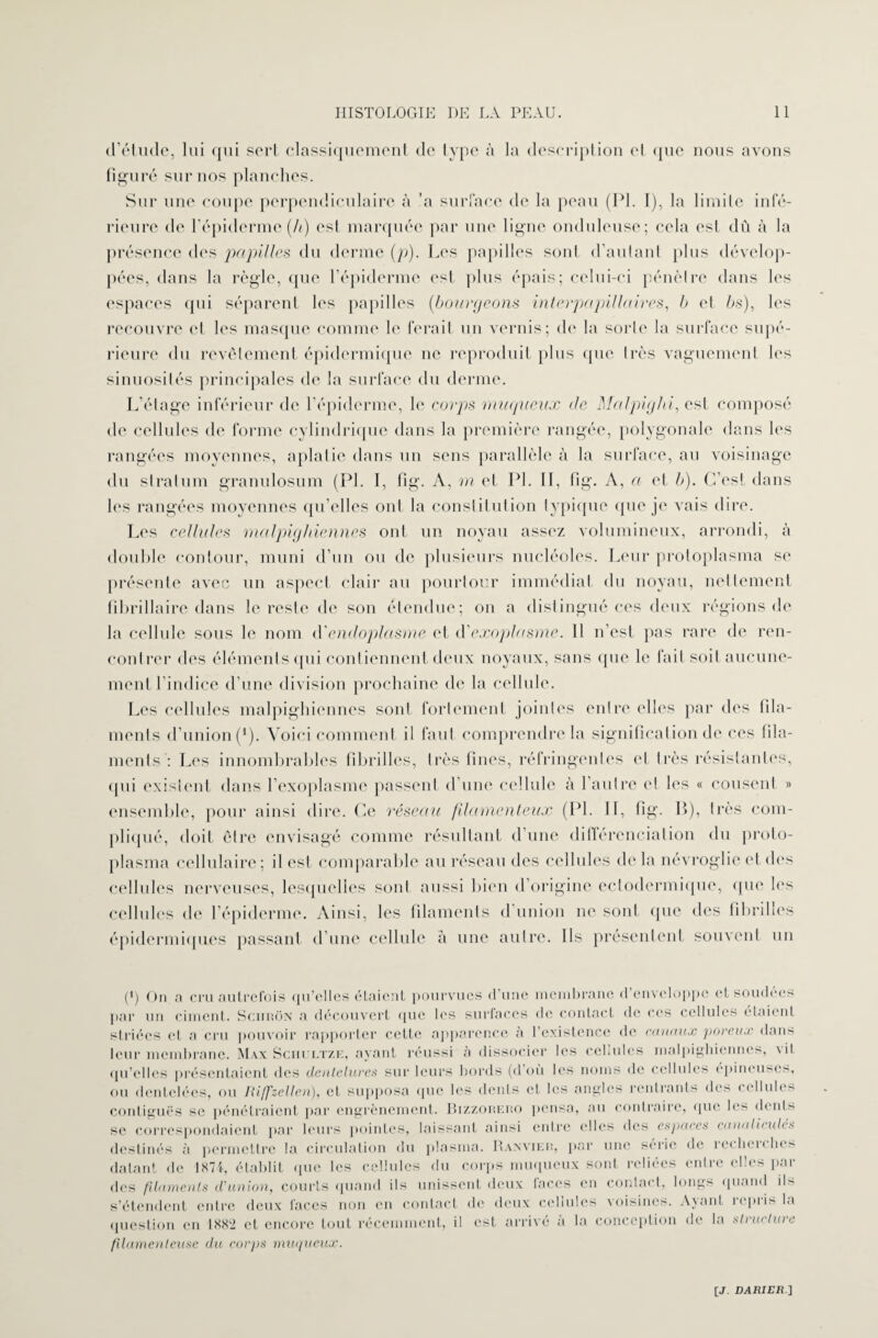 d’étude, lui qui sert classiquement de type à la description et que nous avons figuré sur nos planches. Sur une coupe perpendiculaire à ’a surface de la peau (PI. I), la limite infé¬ rieure de l’épiderme (A) est marquée par une ligne onduleuse; cela est dû à la présence des papilles du derme (p). Les papilles sont d’autant plus dévelop¬ pées, dans la règle, que l’épiderme est plus épais; celui-ci pénètre dans les espaces qui séparent les papilles (bourgeons interpapillaires, b et bs), les recouvre et les masque comme le ferait un vernis; de la sorte la surface supé¬ rieure du revêtement épidermique ne reproduit plus que très vaguement les sinuosités principales de la surface du derme. L’étage inférieur de l’épiderme, le corps muqueux (Je Malpighi, est composé de cellules de forme cylindrique dans la première rangée, polygonale dans les rangées moyennes, aplatie dans un sens parallèle à la surface, au voisinage du stratum granulosum (PL I, fig. A, m et PL II, fig. A, a et b). C’est dans les rangées moyennes qu’elles ont la constitution typique que je vais dire. Les cellules malpighiennes ont un noyau assez volumineux, arrondi, à double contour, muni d’un ou de plusieurs nucléoles. Leur protoplasma se présente avec un aspect clair au pourtour immédiat du noyau, nettement fibrillaire dans le reste de son étendue; on a distingué ces deux régions de la cellule sous le nom d endoplasme et d'exoplasme. 11 n’est pas rare de ren¬ contrer des éléments qui contiennent deux noyaux, sans que le fait soit aucune¬ ment l’indice d’une division prochaine de la cellule. Les cellules malpighiennes sont fortement jointes entre elles par des fila¬ ments d’union(*). Voici comment il faut comprendre la signification de ces fila¬ ments : Les innombrables fibrilles, très fines, réfringentes et très résistantes, qui exisient dans F exoplasme passent d’une cellule à l’autre et les « cousent » ensemble, pour ainsi dire. Ce réseau filamenteux (PL II, fig. B), très com¬ pliqué, doit être envisagé comme résultant d’une différenciation du proto¬ plasma cellulaire; il est comparable au réseau des cellules de la névroglie et des cellules nerveuses, lesquelles sont aussi bien d’origine eclodermique, que les cellules de l’épiderme. Ainsi, les filaments d’union ne sont que des fibrilles épidermiques passant d’une cellule à une autre. Ils présentent souvent un (*) On a cru autrefois qu’elles étaient pourvues d’une membrane d’enveloppe et soudées par un ciment. Schrôn a découvert que les surfaces de contact de ces cellules étaient striées et a cru pouvoir rapporter celte apparence à l’existence de canaux poreux dans leur membrane. Max Schultze, ayant réussi à dissocier les cellules malpighiennes, \il qu’elles présentaient des dentelures sur leurs bords (d où les noms de cellules épineuses, ou dentelées, ou Riffzellen), et supposa que les dents et les angles rentrants des cellules contiguës se pénétraient par engrènement. Bizzorero pensa, au contraire, que les dents correspondaient par leurs pointes, laissant ainsi entre elles des espaces canal icu lés sc destinés à permettre la circulation du plasma. Ranvier, par une série de recliei < he> datant de 1874, établit que les cellules du corps muqueux sont reliées entre elles par des filaments d'union, courts quand ils unissent deux laces en contact, longs quand ils s’étendent entre deux faces non en contact de deux cellules voisines. Ayant repris la question en 1882 et encore tout récemment, il est arrivé a la conception de la structure filamenteuse du corps muqueux.