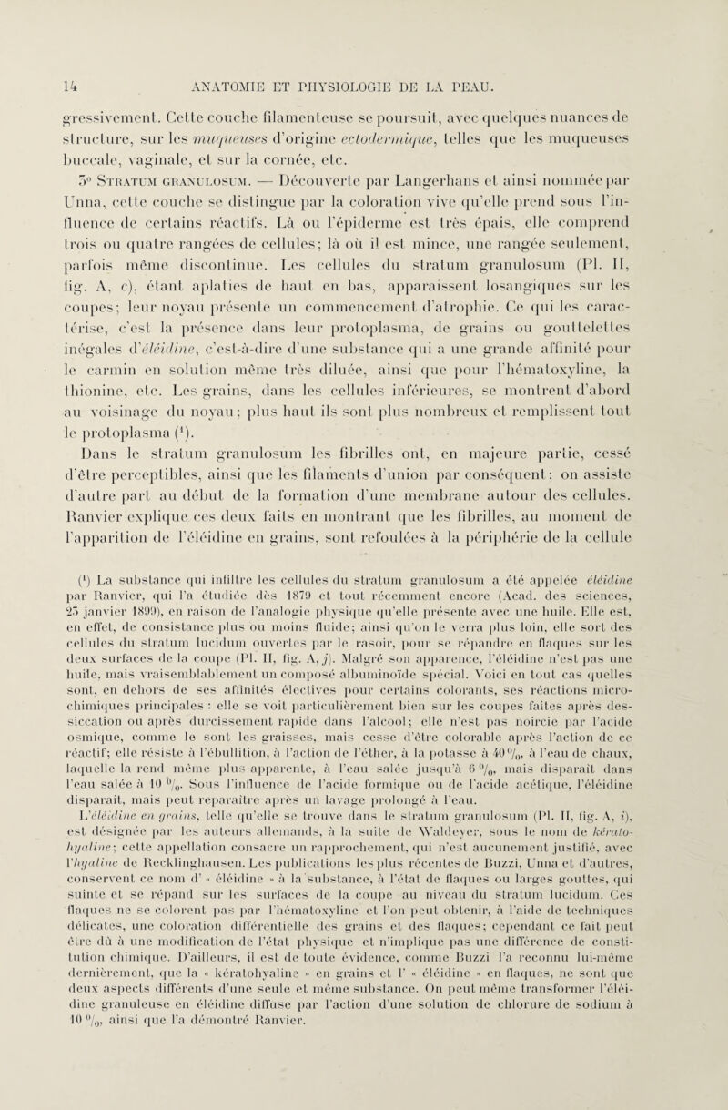 gressivement. Cette couche filamenteuse se poursuit, avec quelques nuances de structure, sur les muqueuses d’origine ectodermique, telles que les muqueuses buccale, vaginale, et sur la cornée, etc. 5° Stratum granulosum. — Découverte par Langerhans et ainsi nommée par Unna, celle couche se distingue par la coloration vive qu’elle prend sous l’in¬ fluence de certains réactifs. Là ou l’épiderme est très épais, elle comprend trois ou quatre rangées de cellules; là où il est mince, une rangée seulement, parfois même discontinue. Les cellules du stratum granulosum (PL II, fig. A, c), étant aplaties de haut en bas, apparaissent losangiques sur les coupes; leur noyau présente un commencement d’atrophie. Ce qui les carac¬ térise, c’est la présence dans leur protoplasma, de grains ou gouttelettes inégales d'éléidine, c’est-à-dire d’une substance qui a une grande affinité pour le carmin en solution même très diluée, ainsi que pour l’hématoxyline, la thionine, etc. Les grains, dans les cellules inférieures, se montrent d’abord au voisinage du noyau; plus haut ils sont plus nombreux et remplissent tout le protoplasma (1). Dans le stratum granulosum les fibrilles ont, en majeure partie, cessé d’être perceptibles, ainsi que les filaments d’union par conséquent; on assiste d’autre part au début de la formation d’une membrane autour des cellules. Ranvier explique, ces deux faits en montrant que les fibrilles, au moment de l’apparition de l’éléidine en grains, sont refoulées à la périphérie de la cellule (l) La substance qui infiltre les cellules du stratum granulosum a été appelée éléidine par Ranvier, qui Ta étudiée dès 1X79 et tout récemment encore (Acad, des sciences, 23 janvier 1899), en raison de l’analogie physique qu’elle présente avec une huile. Elle est, en effet, de consistance plus ou moins fluide; ainsi qu’on le verra plus loin, elle sort des cellules du stratum lucidum ouvertes par le rasoir, pour se répandre en flaques sur les deux surfaces de la coupe (1*1. II, fig. A, j). Malgré son apparence, l’éléidine n’est pas une huile, mais vraisemblablement un composé albuminoïde spécial. Voici en tout cas quelles sont, en dehors de ses affinités électives pour certains colorants, ses réactions micro- chimiques principales : elle se voit particulièrement bien sur les coupes faites après des¬ siccation ou après durcissement rapide dans l’alcool ; elle n’est pas noircie par l’acide osmique, comme le sont les graisses, mais cesse d’être colorable après l’action de ce réactif; elle résiste à l’ébullition, à l’action de l’éther, à la potasse à 40%, à l’eau de chaux, laquelle la rend même plus apparente, à l'eau salée jusqu’à 6 %, mais disparait dans l’eau salée à 10 %. Sous l’influence de l’acide formique ou de l'acide acétique, Téléidine disparaît, mais peut reparaître après un lavage prolongé à l'eau. L'éléidine en grains, telle qu’elle se trouve dans le stratum granulosum (PI. Il, fig. A, i), est désignée par les auteurs allemands, à la suite de Waldeyer, sous le nom de kéralo- hyaline; cette appellation consacre un rapprochement, qui n’est aucunement justifié, avec l'hyaline de Recklinghausen. Les publications les plus récentes de Buzzi, Unna et d’autres, conservent ce nom d’« éléidine » à la substance, à l’état de flaques ou larges gouttes, qui suinte et se répand sur les surfaces de la coupe au niveau du stratum lucidum. Ces flaques ne se colorent pas par Thématoxyline et Ton peut obtenir, à l’aide de techniques délicates, une coloration différentielle des grains et des flaques; cependant ce fait peut être dù à une modification de l’état physique et n’implique pas une différence de consti¬ tution chimique. D’ailleurs, il est de toute évidence, comme Buzzi Ta reconnu lui-même dernièrement, que la « kératohyaline >> en grains et T « éléidine » en flaques, ne sont que deux aspects différents d’une seule et même substance. On peut même transformer Téléi¬ dine granuleuse en éléidine diffuse par l’action d’une solution de chlorure de sodium à 10 %, ainsi que Ta démontré Ranvier.