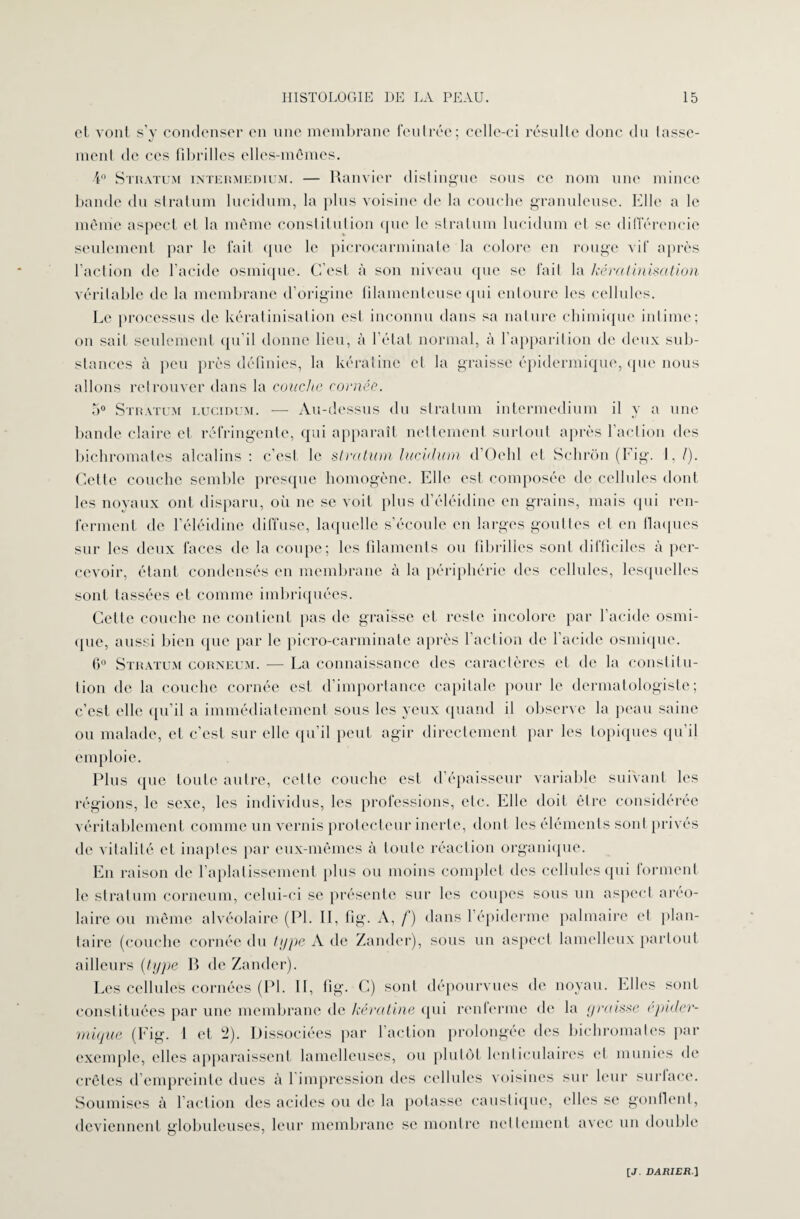 et vont s’y condenser en une membrane feutrée; celle-ci résulte donc du tasse¬ ment de ces fibrilles elles-mêmes. •4° Stratum intermedium. — Ramier distingue sous ce nom une mince bande du stratum lucidum, la plus voisine de la couche granuleuse. Elle a le même aspect et la même constitution que le stratum lucidum et se différencie seulement par le fait que le picrocarminate la colore en rouge vif après l’action de l’acide osmique. C’est à son niveau que se fait la kératinisation véritable de la membrane d’origine filamenteuse qui entoure les cellules. Le processus de kératinisation est inconnu dans sa nature chimique intime; on sait seulement qu’il donne lieu, à l’état normal, à l’apparition de deux sub¬ stances à peu près définies, la kératine cl la graisse épidermique, que nous allons retrouver dans la couche cornée. 5° Stratum lucidum. ■— Au-dessus du stratum intermedium il y a une bande claire et réfringente, qui apparaît nettement surtout après l’action des bichromates alcalins: c’est, le stratum lucidum d’Oelil et Schrôn (Fig. 1./). Cette couche semble presque homogène. Elle est composée de cellules dont les noyaux ont disparu, où ne se voit plus d’éléidine en grains, mais (pii ren¬ ferment de l’éléidine diffuse, laquelle s’écoule en larges gouttes et en flaques sur les deux faces de la coupe; les filaments ou fibrilles sonl difficiles à per¬ cevoir, étant condensés en membrane à la périphérie des cellules, lesquelles sont tassées et comme imbriquées. Celte couche ne contient pas de graisse et reste incolore par l’acide osmi¬ que, aussi bien que par le picro-carminate après faction de l’acide osmique. 0° Stratum corneum. — La connaissance des caractères et de la constilu- tion de la couche cornée est d’importance capitale pour le dermatologiste ; c’est elle qu’il a immédiatement sous les yeux quand il observe la peau saine ou malade, et c’est sur elle qu’il peut agir directement par les topiques qu’il emploie. Plus que toute autre, celle couche est d’épaisseur variable suivant les régions, le sexe, les individus, les professions, etc. Elle doit être considérée véritablement comme un vernis protecteur inerte, dont les éléments sont privés de vitalité et inaptes par eux-mêmes à toute réaction organique. En raison de l’aplatissement plus ou moins complet des cellules qui forment le stratum corneum, celui-ci se présente sur les coupes sous un aspect aréo- laire ou même alvéolaire (PI. II, fig. A, /’) dans fépiderme palmaire et plan¬ taire (couche cornée du type A de Zandcr), sous un aspect lamelleux partout ailleurs (type R de Zander). Les cellules cornées (PI. II, fig. C) sont dépourvues de noyau. Elles sont constituées par une membrane de kératine qui renferme de la graisse epider- mique (Fig. 1 et !2). Dissociées par l’action prolongée des bichromates par exemple, elles apparaissent lamelleuses, on plutôt lenticulaires et munies de crêtes d empreinte dues à 1 impression des cellules voisines sur leur surlace. Soumises à faction des acides ou de la potasse caustique, elles se gonflent, deviennent globuleuses, leur membrane se montre nettement avec un double