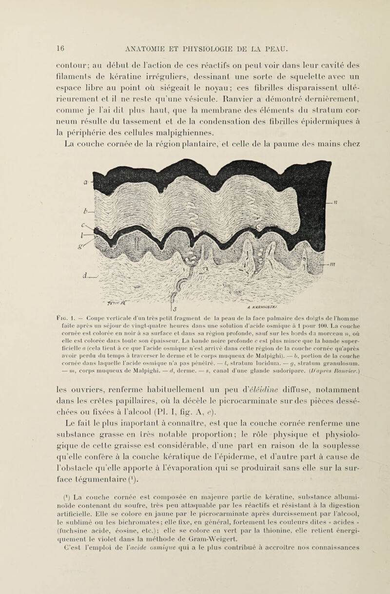 contour; au début de l’action de ces réactifs on peut voir dans leur cavité des filaments de kératine irréguliers, dessinant une sorle de squelette avec un espace libre au point où siégeait le noyau; ces fibrilles disparaissent ulté¬ rieurement et il ne reste qu’une vésicule. Ranvier a démontré dernièrement, comme je fai dit plus haut, que la membrane des éléments du stratum eor- neum résulte du tassement et de la condensation des fibrilles épidermiques à la périphérie des cellules malpighiennes. La couche cornée de la région plantaire, et celle de la paume des mains chez Fig. 1. — Coupe verticale d’un très petit fragment de la peau de la face palmaire des doigts de l’homme faite après un séjour de vingt-quatre heures dans une solution d’acide osmique à 1 pour 100. La couche cornée est colorée en noir à sa surface et dans sa région profonde, sauf sur les bords du morceau n, où elle est colorée dans toute son épaisseur. La bande noire profonde c est plus mince que la bande super¬ ficielle a (cela tient à ce que l’acide osmique n’est arrivé dans cette région de la couche cornée qu’après avoir perdu du temps à traverser le derme cl le corps muqueux de Malpighi). — b, portion de la couche cornée dans laquelle l’acide osmique n’a pas pénétré. — l, stratum lucidum. — g, stratum granulosum. — m, corps muqueux de Malpighi. — d, derme. — s, canal d'une glande sudoripare. (D'après Ranvier.) les ouvriers, renferme habituellement un peu d'éléidine diffuse, notamment dans les crêtes papillaires, où la décèle le picrocarminate sur des pièces dessé¬ chées ou fixées à l’alcool (PI. I, fig. A, c). Le fait le plus important à connaître, est que la couche cornée renferme une substance grasse en très notable proportion; le rôle physique et physiolo¬ gique de celte graisse est considérable, d’une part en raison de la souplesse qu’elle confère à la couche kératique de l’épiderme, et d’autre part à cause de l’obstacle qu’elle apporte à L’évaporation qui se produirait sans elle sur la sur¬ face tégumentaire (*). (h La couche cornée est composée en majeure partie de kératine, substance albumi¬ noïde contenant du soufre, très peu attaquable par les réactifs et résistant à la digestion artificielle. Elle se colore en jaune par le picrocarminate après durcissement par l’alcool, le sublimé ou les bichromates; elle fixe, en général, fortement les couleurs dites « acides >* (fuchsine acide, éosine, etc.); elle se colore en vert par la thionine, elle retient énergi¬ quement le violet dans la méthode de Gram-Weigert. C’est l’emploi de l’acide osmique qui a le plus contribué à accroître nos connaissances