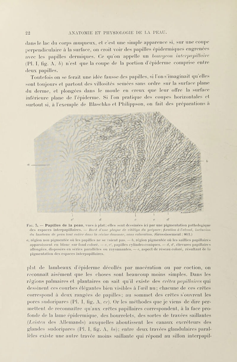 dans le lac du corps muqueux, et c'est une simple apparence si, sur une coupe perpendiculaire à la surface, on croit voir des papilles épidermiques engrenées avec les papilles dermiques. Ce qu’on appelle un bourgeon interpapillaire (PI. I, fig. A, b) n’est que la coupe de la portion d’épiderme comprise entre deux papilles. Toutefois on se ferait une idée fausse des papilles, si 1 on s imaginait qu elles sont toujours et partout des villosités semées sans ordre sur la surlace plane du derme, et plongées dans le moule en creux que leur offre la surlace inférieure plane de l’épiderme. Si l’on pratique des coupes horizontales et surtout si, à 1 exemple de Blaschko et Philippson, on fait dos préparations à c' d ce d' Fig. 5. — Papilles de la peau, vues à plat; elles seul dessinées ici par line pigmentation pathologique des espaces interpapillaires. — Bord d'une plaque de vitiligo du prépuce ; fixation à l'alcool, inclusion du lambeau de peau inul entier dans la résine dominai', sans coloration. (Grossissement : 80/1.) a. région non pigmentée où les papilles ne se voient pas. — b, région pigmentée où les saillies papillaires apparaissent en blanc, sur fond coloré. — c, c', papilles eylindro-eoniques. — d, d’, élevures papillaires allongées, disposées en séries parallèles ou rayonnantes. — e, aspect de réseau coloré, résultant de la pigmentation des espaces inlerpapillaires. plat, de lambeaux d’épiderme décollés par macération ou par coetion, on reconnaît aisément que les choses sont beaucoup moins simples. Dans les régions palmaires et plantaires on sait qu’il existe des crêtes papillaires qui dessinent ces courbes élégantes bien visibles à l’œil nu; chacune de ces crêtes correspond à deux rangées de papilles; au sommet des crêtes s’ouvrent les pores sudoripares (PI. I, fig. A, cr). Or les méthodes que je viens de dire per¬ mettent de reconnaître qu’aux crêtes papillaires correspondent, à la face pro¬ fonde de la lame épidermique, des bourrelets, des sortes de travées saillantes (.Leisten des Allemands) auxquelles aboutissent les canaux excréteurs des glandes sudoripares (PI. I, fig. A, bs) ; entre deux travées glandulaires paral¬ lèles existe une autre travée moins saillante qui répond au sillon interpapil-