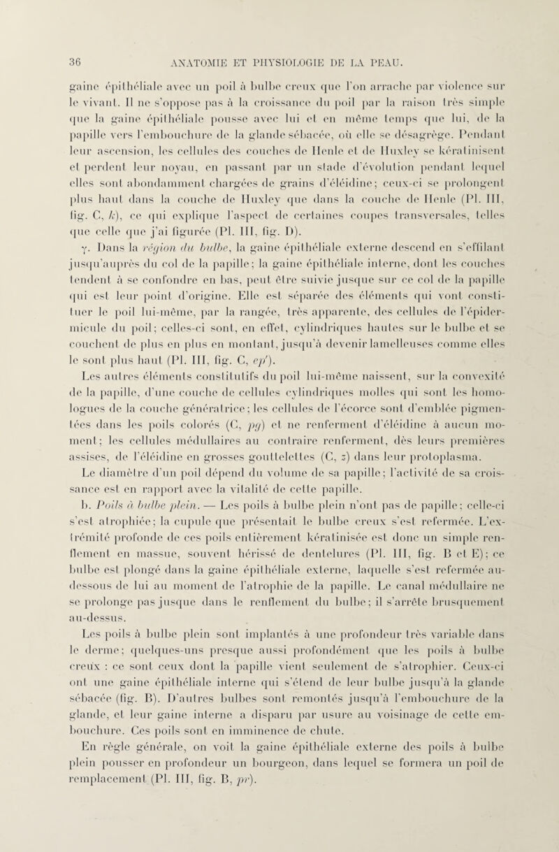 gaine épithéliale avec un poil à bulbe creux que bon arrache par violence sur le vivant. Il ne s’oppose pas à la croissance du poil par la raison très simple (pie la gaine épithéliale pousse avec lui et en même temps que lui, de la papille vers l’embouchure de la glande sébacée, où elle se désagrège. Pendant leur ascension, les cellules des couches de Ilenle et de Huxley se kératinisent et perdent leur noyau, en passant par un stade d’évolution pendant lequel elles sont abondamment chargées de grains d’éléidine; ceux-ci se prolongent plus haut dans la couche de Huxley que dans la couche de Ilenle (PI. III, lig. C, h), ce qui explique l’aspect de certaines coupes transversales, telles que celle que j’ai figurée (PI. III, fig. D). y. Dans la région du bulbe, la gaine épithéliale externe descend en s’effilant jusqu’auprès du col de la papille; la gaine épithéliale interne, dont les couches tendent à se confondre en bas, peut être suivie jusque sur ce col de la papille <Ini est leur point d’origine. Elle est séparée des éléments qui vont consti¬ tuer le poil lui-même, par la rangée, très apparente, des cellules de l’épider- micule du poil; celles-ci sont, en effet, cylindriques hautes sur le bulbe et se couchent de plus en plus en montant, jusqu’à devenir lamelleuses comme elles le sont plus haut (PI. III, fig. C, ep'). Les autres éléments constitutifs du poil lui-même naissent, sur la convexité de la papille, d’une couche de cellules cylindriques molles qui sont les homo¬ logues de la couche génératrice; les cellules de l’écorce sont d’emblée pigmen¬ tées dans les poils colorés (G, pg) et ne renferment d’éléidine à aucun mo¬ ment; les cellules médullaires au contraire renferment, dès leurs premières assises, de l’éléidine en grosses gouttelettes (C, z) dans leur protoplasma. Le diamètre d’un poil dépend du volume de sa papille; l’activité de sa crois¬ sance est en rapport avec la vitalité de cette papille. b. Poils à bulbe plein. — Les poils à bulbe plein n’ont pas de papille; celle-ci s’est, atrophiée; la cupule que présentait le bulbe creux s’est refermée. L’ex¬ trémité profonde de ces poils entièrement kératinisée est donc un simple ren¬ flement en massue, souvent hérissé de dentelures (PI. III, fig. B et E); ce bulbe est plongé dans la gaine épithéliale externe, laquelle s’est refermée au- dessous de lui au moment de l’atrophie de la papille. Le canal médullaire ne se prolonge pas jusque dans le renflement du bulbe ; il s’arrête brusquement au-dessus. Les poils à bulbe plein sont implantés à une profondeur très variable dans le derme; quelques-uns presque aussi profondément que les poils à bulbe creux : ce sont ceux dont la papille vient seulement de s’atrophier. Ceux-ci ont une gaine épithéliale interne qui s’étend de leur bulbe jusqu’à la glande sébacée (fig. B). D’autres bulbes sonl remontés jusqu’à l’embouchure de la glande, et leur gaine interne a disparu par usure au voisinage de cette em¬ bouchure. Ces poils sont en imminence de chute. En règle générale, on voit la gaine épithéliale externe des poils à bulbe plein pousser en profondeur un bourgeon, dans lequel se formera un poil de remplacement (PI. III, fig. B, pr).