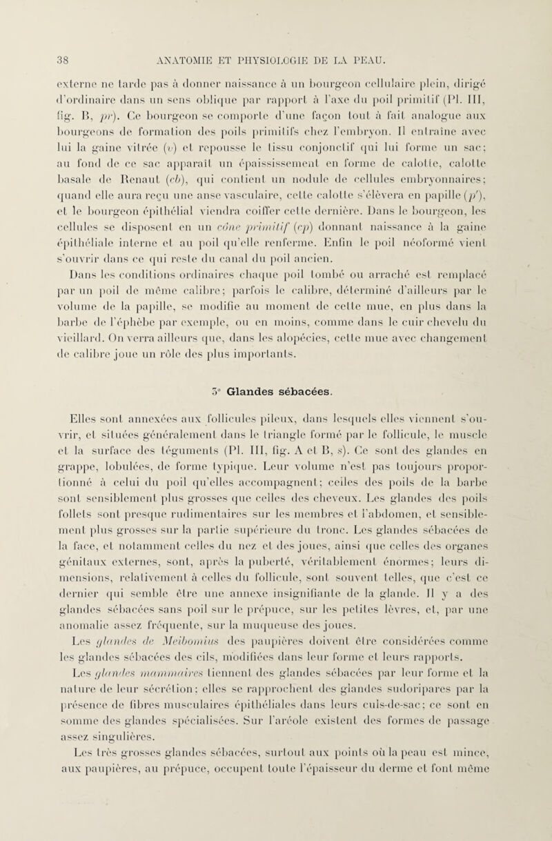 externe ne tarde pas à donner naissance à un bourgeon cellulaire plein, dirigé d’ordinaire dans un sens oblique par rapport à l’axe du poil primitif (PL III, tig. B, pr). Ce bourgeon se comporte d’une façon tout à fait analogue aux bourgeons de formation des poils primitifs chez l’embryon. Il entraîne avec lui la gaine vitrée (v) et repousse le tissu conjonctif qui lui forme un sac; au fond de ce sac apparaît un épaississement en forme de calotte, calotte basale de Renaut (cb), qui contient un nodule de cellules embryonnaires; quand elle aura reçu une anse vasculaire, cette calotte s’élèvera en papille (p'), et le bourgeon épithélial viendra coiffer cette dernière. Dans le bourgeon, les cellules se disposent en un cône primitif (cp) donnant naissance à la gaine épithéliale interne et au poil qu’elle renferme. Enfin le poil néoformé vient s’ouvrir dans ce qui reste du canal du poil ancien. Dans les conditions ordinaires chaque poil tombé ou arraché est remplacé par un poil de même calibre; parfois le calibre, déterminé d’ailleurs par le volume de la papille, se modifie au moment de celle mue, en plus dans la barbe de l’éphèbe par exemple, ou en moins, comme dans le cuir chevelu du vieillard. On verra ailleurs que, dans les alopécies, celte mue avec changement de calibre joue un rôle des plus importants. 5° Glandes sébacées. Elles sont annexées aux follicules pileux, dans lesquels elles viennent s’ou¬ vrir, et situées généralement dans le triangle formé par le follicule, le muscle et la surface des téguments (PI. III, fig. A et B, s). Ce sont des glandes en grappe, lobulées, de forme typique. Leur volume n’est pas toujours propor¬ tionné à celui du poil qu’elles accompagnent; celles des poils de la barbe sont sensiblement plus grosses que celles des cheveux. Les glandes des poils follets sont presque rudimentaires sur les membres et l’abdomen, et sensible¬ ment plus grosses sur la partie supérieure du tronc. Les glandes sébacées de la face, et notamment celles du nez et des joues, ainsi que celles des organes génitaux externes, sont, après la puberté, véritablement énormes; leurs di¬ mensions, relativement à celles du follicule, sont souvent telles, que c’est ce dernier qui semble être une annexe insignifiante de la glande. Il y a des glandes sébacées sans poil sur le prépuce, sur les petites lèvres, et, par une anomalie assez fréquente, sur la muqueuse des joues. Les glandes de Meibomius des paupières doivent être considérées comme les glandes sébacées des cils, modifiées dans leur forme et leurs rapports. Les glandes mammaires tiennent des glandes sébacées par leur forme et la nature de leur sécrétion; elles se rapprochent des glandes sudoripares par la présence de fibres musculaires épithéliales dans leurs culs-de-sac; ce sont en somme des glandes spécialisées. Sur l’aréole existent des formes de passage assez singulières. Les très grosses glandes sébacées, surtout aux points où la peau est mince, aux paupières, au prépuce, occupent toute l’épaisseur du derme et font même