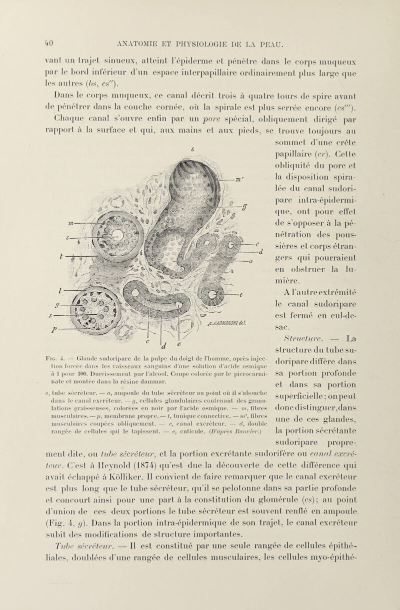vanl 11 n Ira jet sinueux, alleinl 1 épiderme et pénètre dans le corps muqueux par le bord inférieur d’un espace interpapillaire ordinairement plus large que les autres (bs, es). Dans le corps muqueux, ce canal décrit trois à quatre tours de spire avant de pénétrer dans la couche cornée, où la spirale est plus serrée encore (es'). Chaque canal s’ouvre enfin par un pore spécial, obliquement dirigé par rapport a la surface et qui, aux mains et aux pieds, se trouve toujours au sommet d’une crête £ papillaire (cr). Cette obliquité du pore et la disposition spira¬ lée du canal sudori- pare intra-épidermi- que, ont pour effet de s’opposer à la pé¬ nétration des pous¬ sières et corps étran¬ gers qui pourraient en obstruer la lu¬ mière. A l’autre extrémité le canal sudoripare est fermé en cul-de- sac. Structure. — La structure du tube su¬ doripare diffère dans sa portion profonde et dans sa portion superficielle ; on peut donc distinguer,dans une de ces glandes, la portion sécrétante sudoripare propre¬ ment dite, ou tube sécréteur, et la portion excrétante sudorifère ou canal excré¬ teur. C’est à ricynold (187 4) qu'est due la découverte de celte différence qui avait échappé à Ivôlliker. Il convient de faire remarquer que le canal excréteur est plus long que le tube sécréteur, qu’il se pelotonne dans sa partie profonde et concourt ainsi pour une part à la constitution du glomérule (es); au point d’union de ces deux portions le tube sécréteur est souvent renflé en ampoule (Fig. 4, g). Dans la portion intra-épidermique de son trajet, le canal excréteur subit des modifications de structure importantes. Tube sécréteur. — Il est constitué par une seule rangée de cellules épithé¬ liales, doublées d’une rangée de cellules musculaires, les cellules myo-épithé- Fig. i. — Glande sudoripare de la pulpe du doigt de l'homme, après injec¬ tion forcée dans les vaisseaux sanguins d’une solution d’acide osmique à 1 pour 100. Durcissement par l’alcool. Coupe colorée par le picrocarmi- nate et moulée dans la résine daramar. s, tube sécréteur. — a, ampoule du tube sécréteur au point où il s’abouche dans le canal excréteur. — gr, cellules glandulaires contenant des granu¬ lations graisseuses, colorées en noir par l’acide osmique. — m, libres musculaires. — p, membrane propre.— I, tunique connective. —m‘, fibres musculaires coupées obliquement. — e, canal excréteur. — d, double rangée de cellules qui le tapissent. — e, cuticule. (D’après Ranvier.)