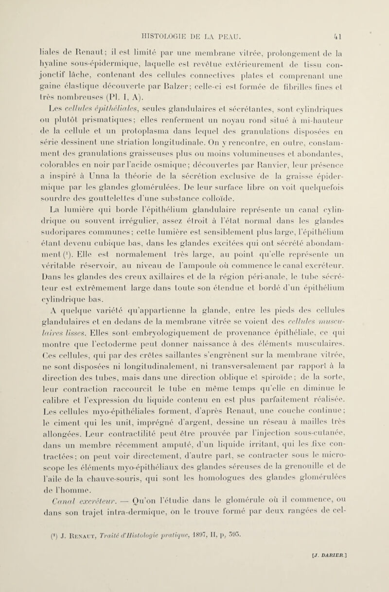 liales de Renaut; il est limité par une membrane vitrée, prolongement de la hyaline sous-épidermique, laquelle est revêtue extérieurement de tissu con¬ jonctif lâche, contenant des cellules connectives plates cl comprenant une gaine élastique découverte par Balzer; celle-ci est formée de fibrilles fines et très nombreuses (PL I, A). Les cellule:s épithéliales, seules glandulaires et sécrétantes, sont cylindriques ou plutôt prismatiques; elles renferment un noyau rond situé à mi-hauteur de la cellule et un protoplasma dans lequel des granulations disposées en série dessinent une striation longitudinale. On y rencontre, en outre, constam¬ ment des granulations graisseuses plus ou moins volumineuses et abondantes, eolorables en noir par l’acide osmique; découvertes par Ram ier, leur présence a inspiré à Unna la théorie de la sécrétion exclusive de la graisse épider¬ mique par les glandes glomérulées. De leur surface libre on voit quelquefois sourdre des gouttelettes d’une substance colloïde. La lumière qui borde l’épithélium glandulaire représente un canal cylin¬ drique ou souvent irrégulier, assez étroit à l’état normal dans les glandes sudoripares communes; celle lumière est sensiblement plus large, l’épithélium étant devenu cubique bas, dans les glandes excitées qui ont sécrété abondam¬ ment (*). Elle est normalement très large, au point qu’elle représente un véritable réservoir, au niveau de l’ampoule où commence le canal excréteur. Dans les glandes des creux axillaires et de la région péri-anale, le tube sécré¬ teur est extrêmement large dans toute son étendue et bordé d’un épithélium cylindrique bas. A quelque variété qu’appartienne la glande, entre les pieds des cellules glandulaires et en dedans de la membrane vitrée se voient des cellules muscu¬ laires lisses. Elles sont embryologiquement de provenance épithéliale, ce (pii montre que l’ectoderme peut donner naissance à des éléments musculaires. Ces cellules, qui par des crêtes saillantes s’engrènent sur la membrane vitrée, ne sont disposées ni longitudinalement, ni transversalement par rapport à la direction des tubes, mais dans une direction oblique et spiroïde; de la sorte, leur contraction raccourcit le tube en même temps quelle en diminue le calibre et l’expression du liquide contenu en est plus parfaitement réalisée. Les cellules myo-épithéliales forment, d’après Renaut, une couche continue; le ciment qui les unit, imprégné d’argent, dessine un réseau à mailles très allongées. Leur contractilité peut être prouvée par 1 injection sous-cutanee, dans un membre récemment amputé, d’un liquide irritant, (pii les .fixe con¬ tractées; on peut voir directement, d’autre part, se contracter sous le micro¬ scope les éléments myo-épithéliaux des glandes séreuses de la grenouille et de l’aile de la chauve-souris, qui sont les homologues des glandes glomérulées de l’homme. Canal excréteur. — Ou’on l’étudie dans le glomérule où il commence, ou dans son trajet intra-dermique, on le trouve formé par deux rangées de cel- (') J. Renaut, Traité d’Histologie pratique, 1807, II, p, 395.